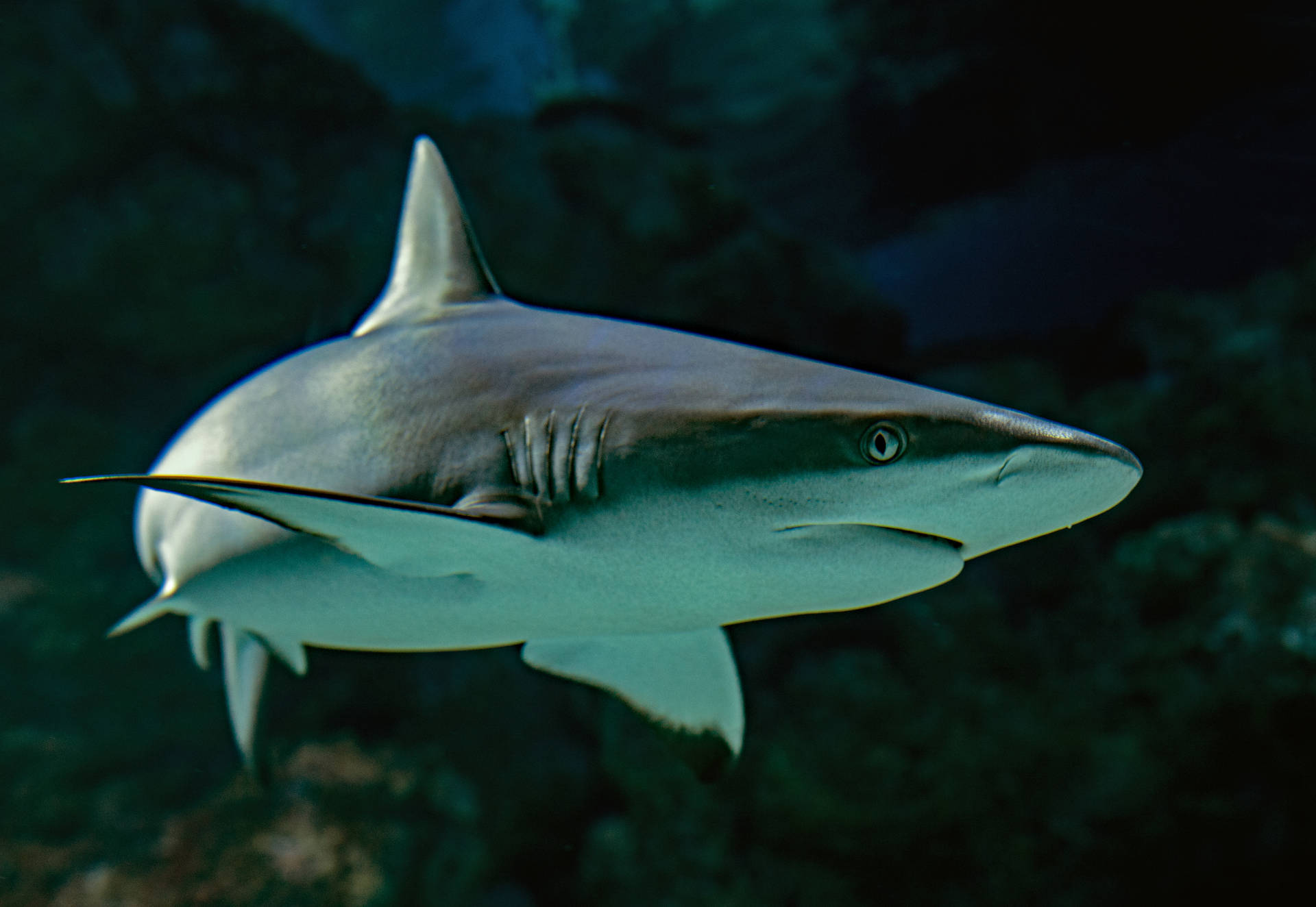 4854X3347 Shark Wallpaper and Background
