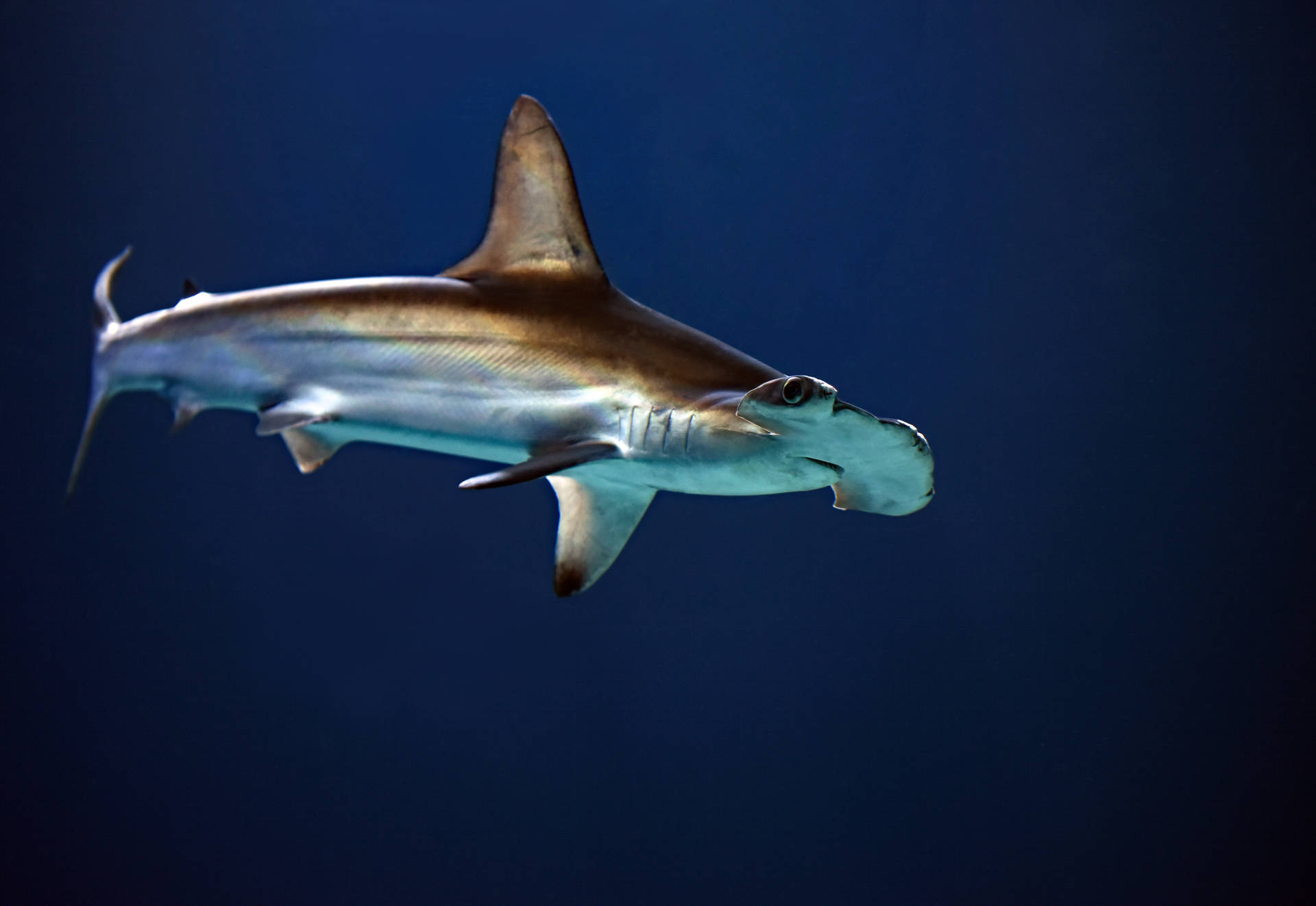 5153X3549 Shark Wallpaper and Background