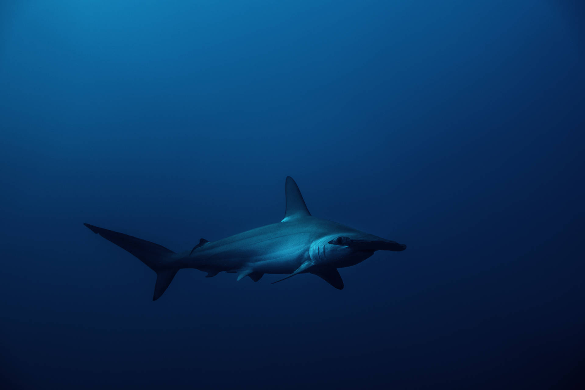 5472X3648 Shark Wallpaper and Background