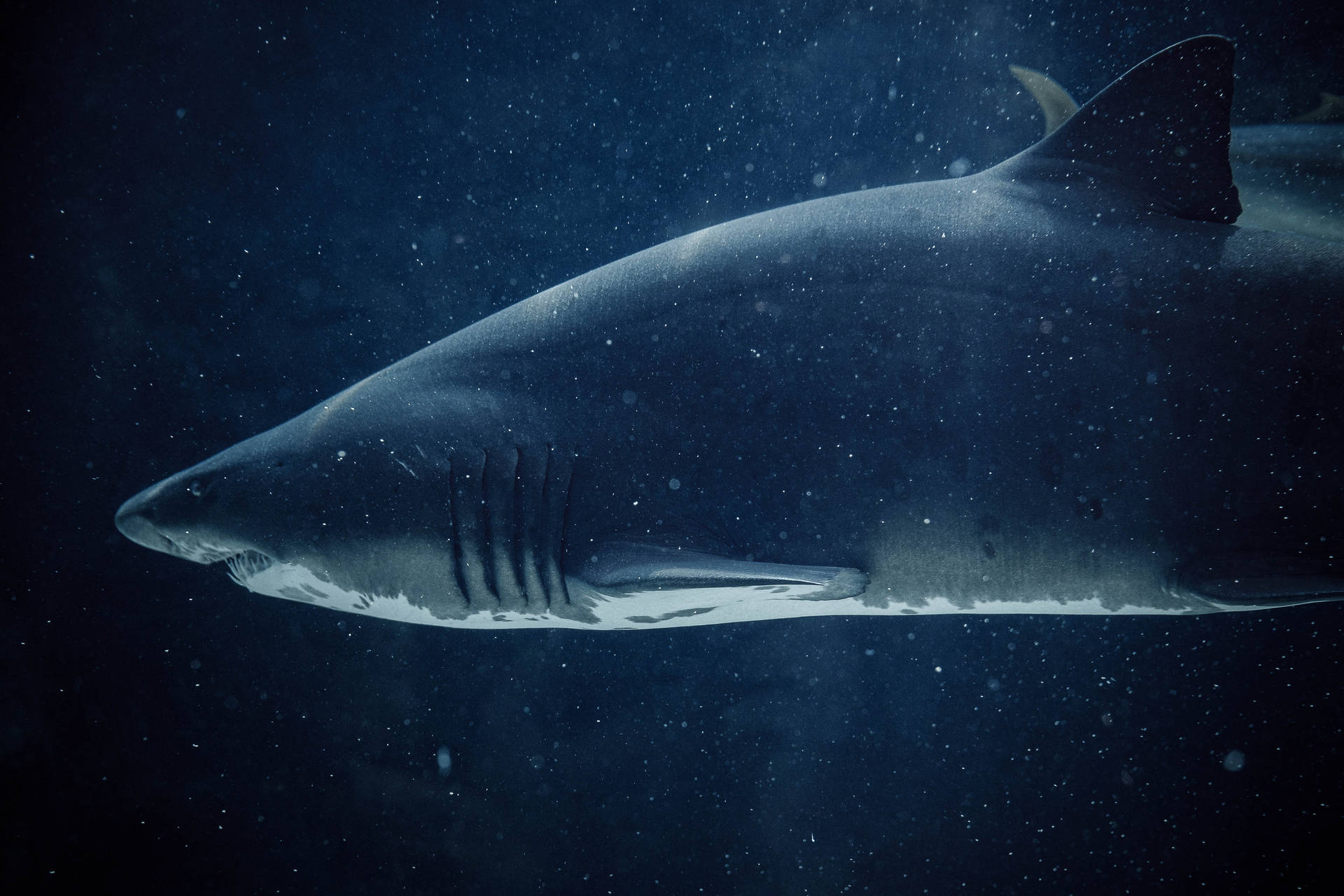 5485X3657 Shark Wallpaper and Background