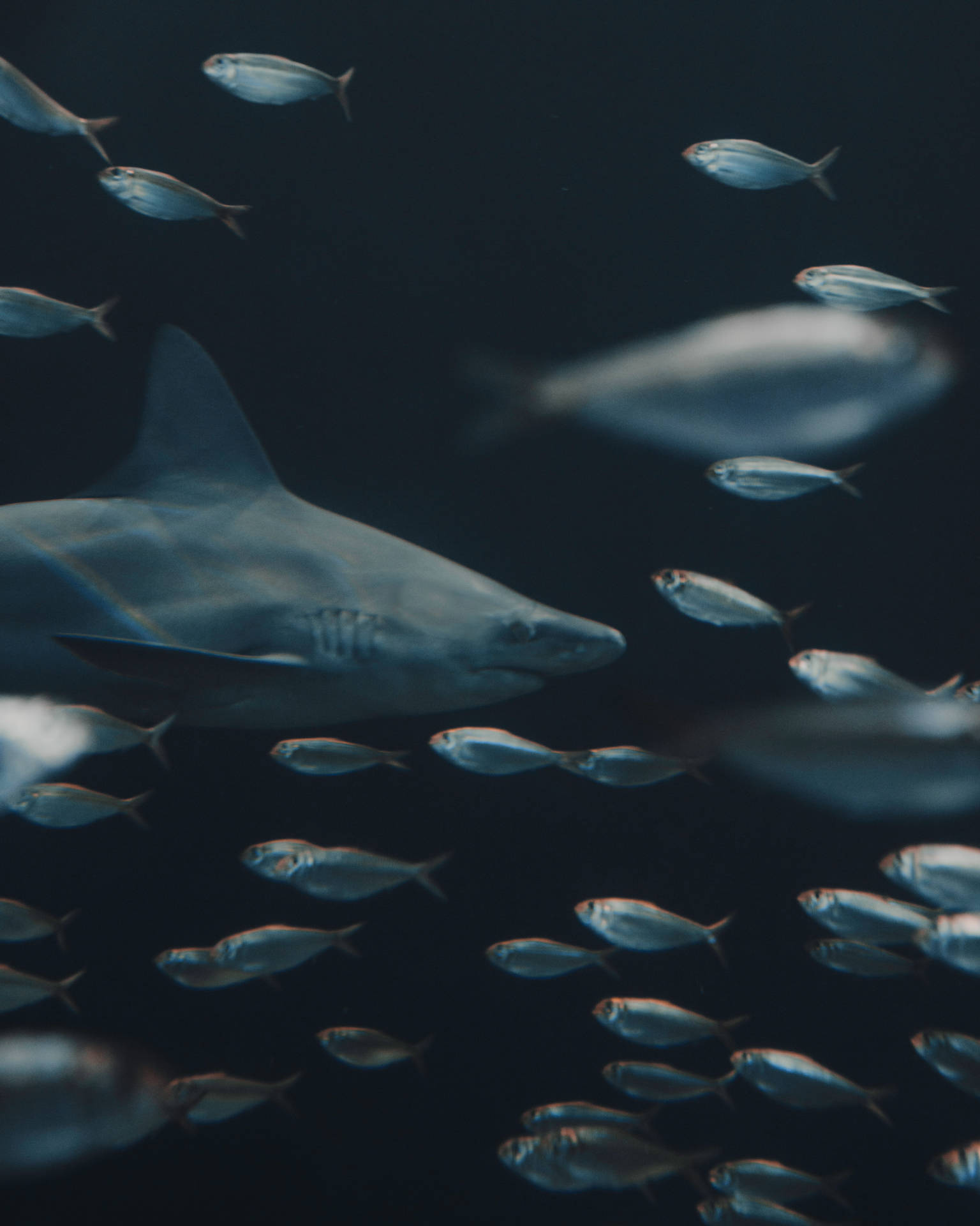 5746X7182 Shark Wallpaper and Background