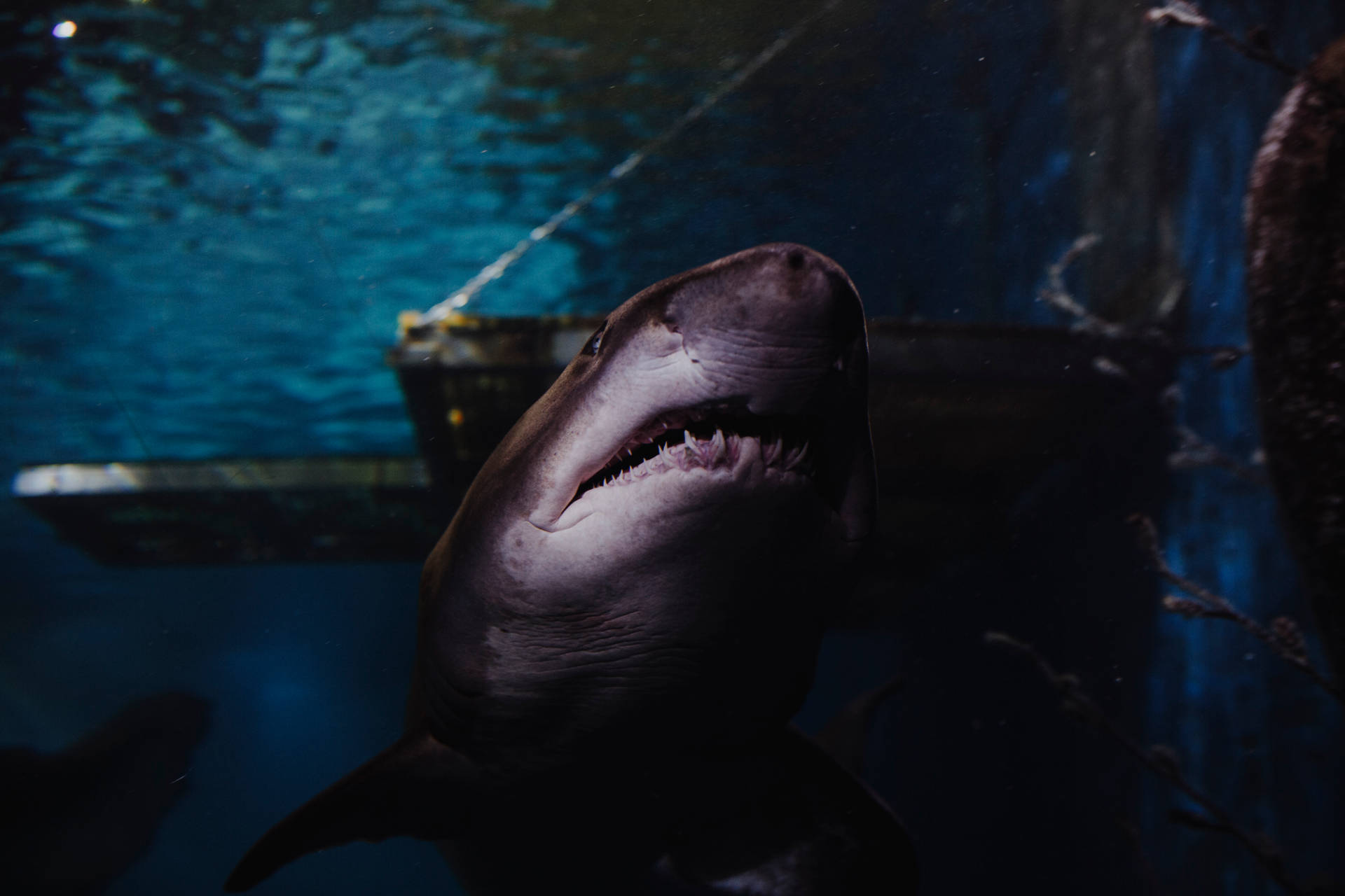 5760X3840 Shark Wallpaper and Background