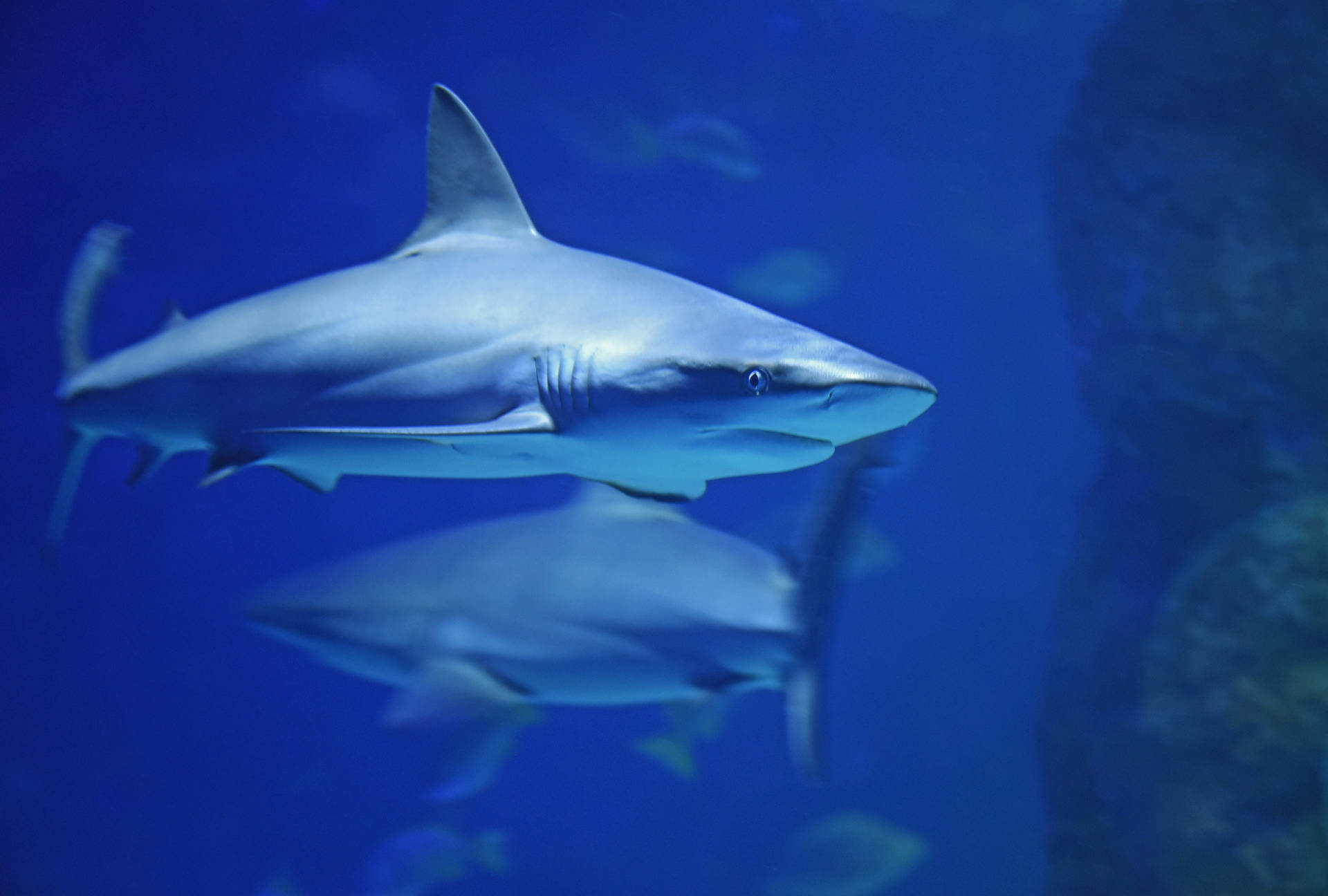 5789X3908 Shark Wallpaper and Background