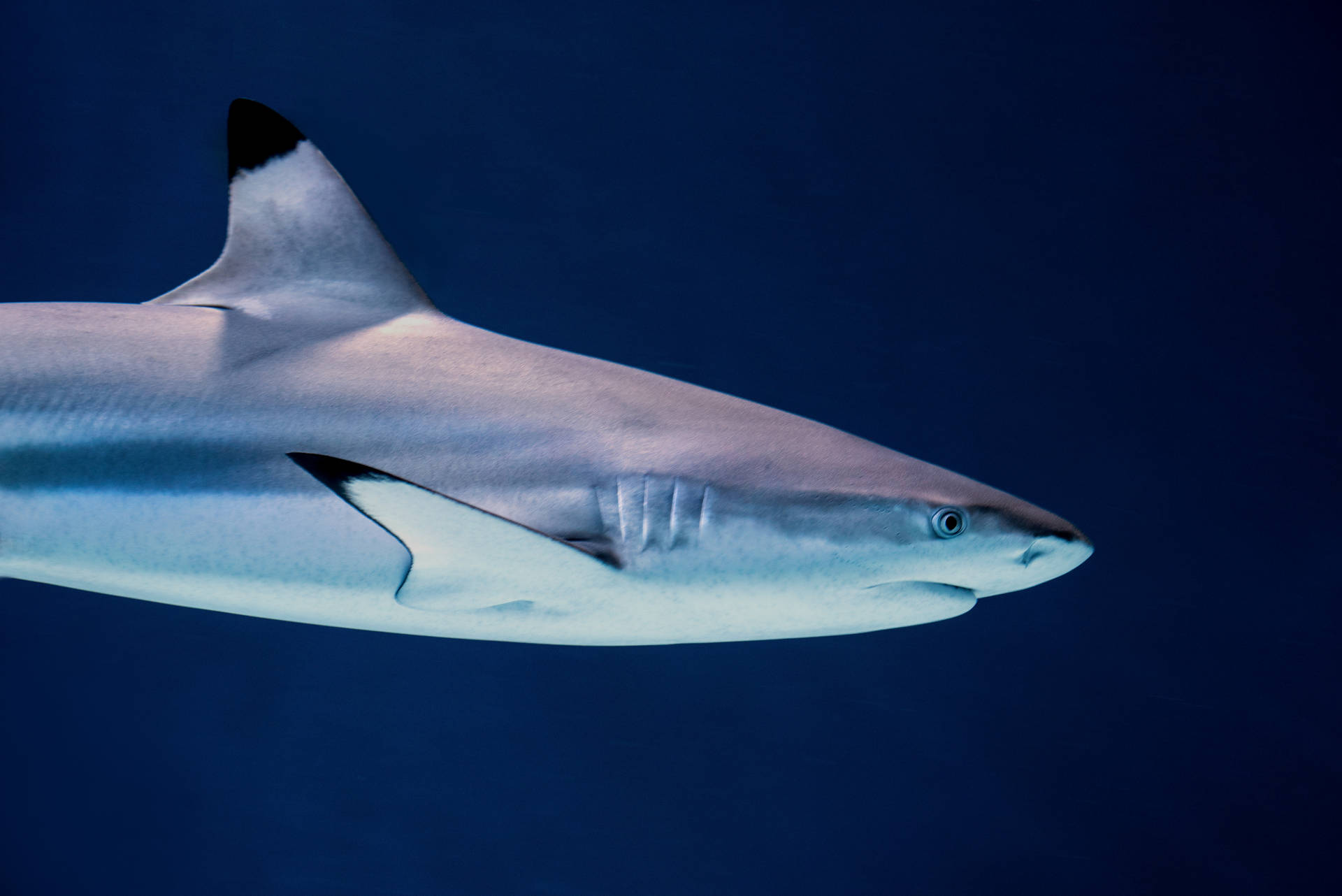 6016X4016 Shark Wallpaper and Background