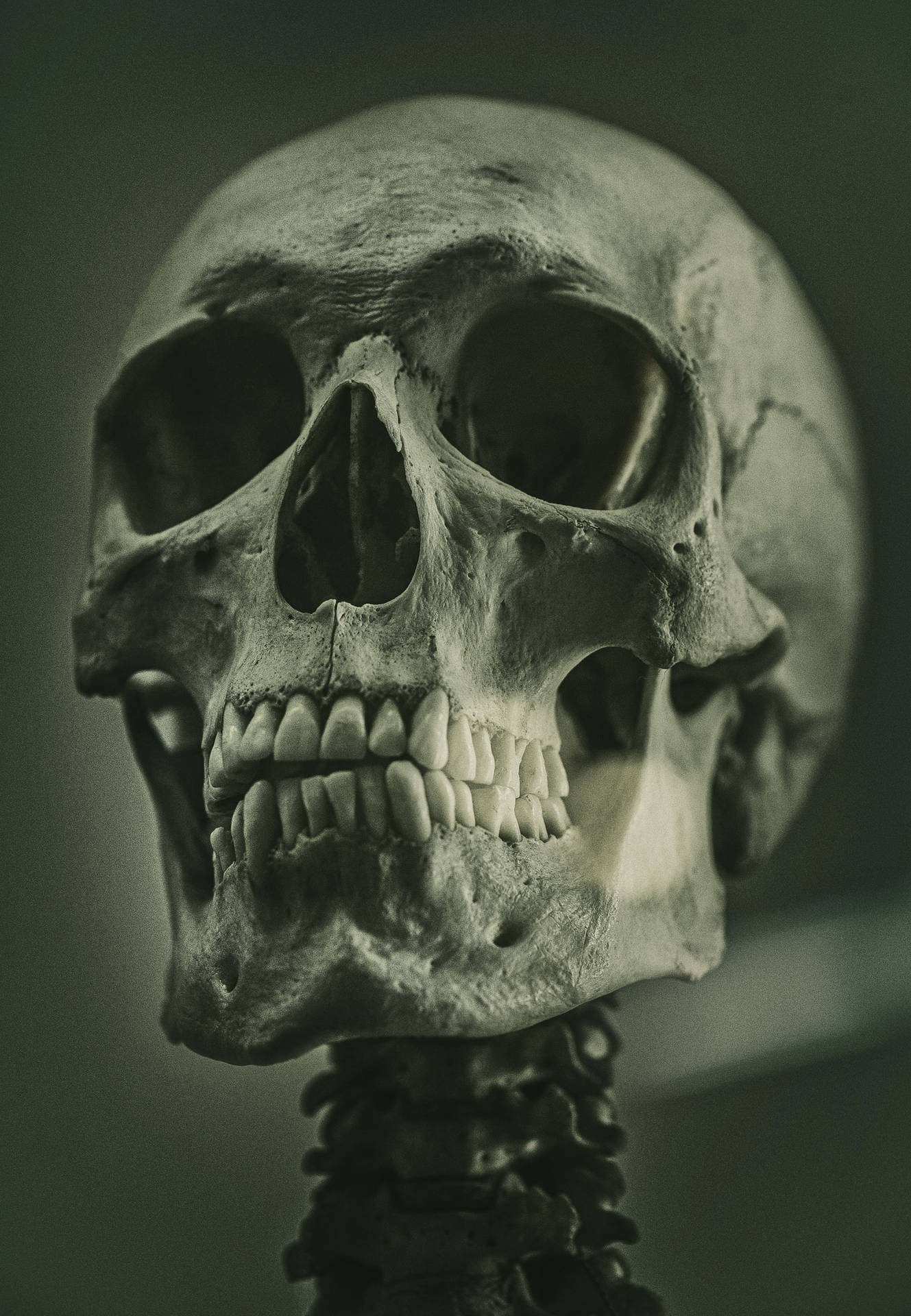 3000X4335 Skeleton Wallpaper and Background