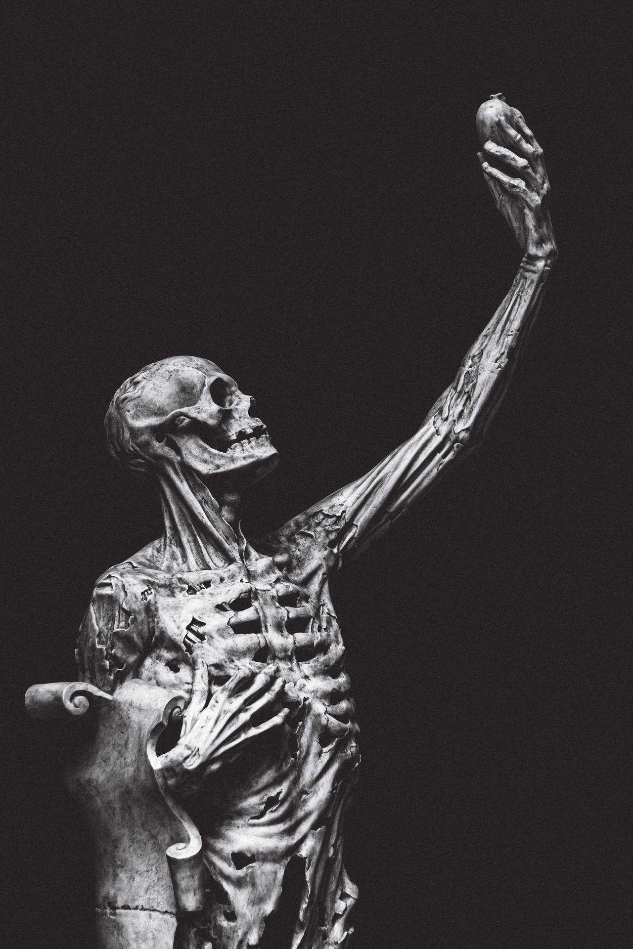 3456X5184 Skeleton Wallpaper and Background