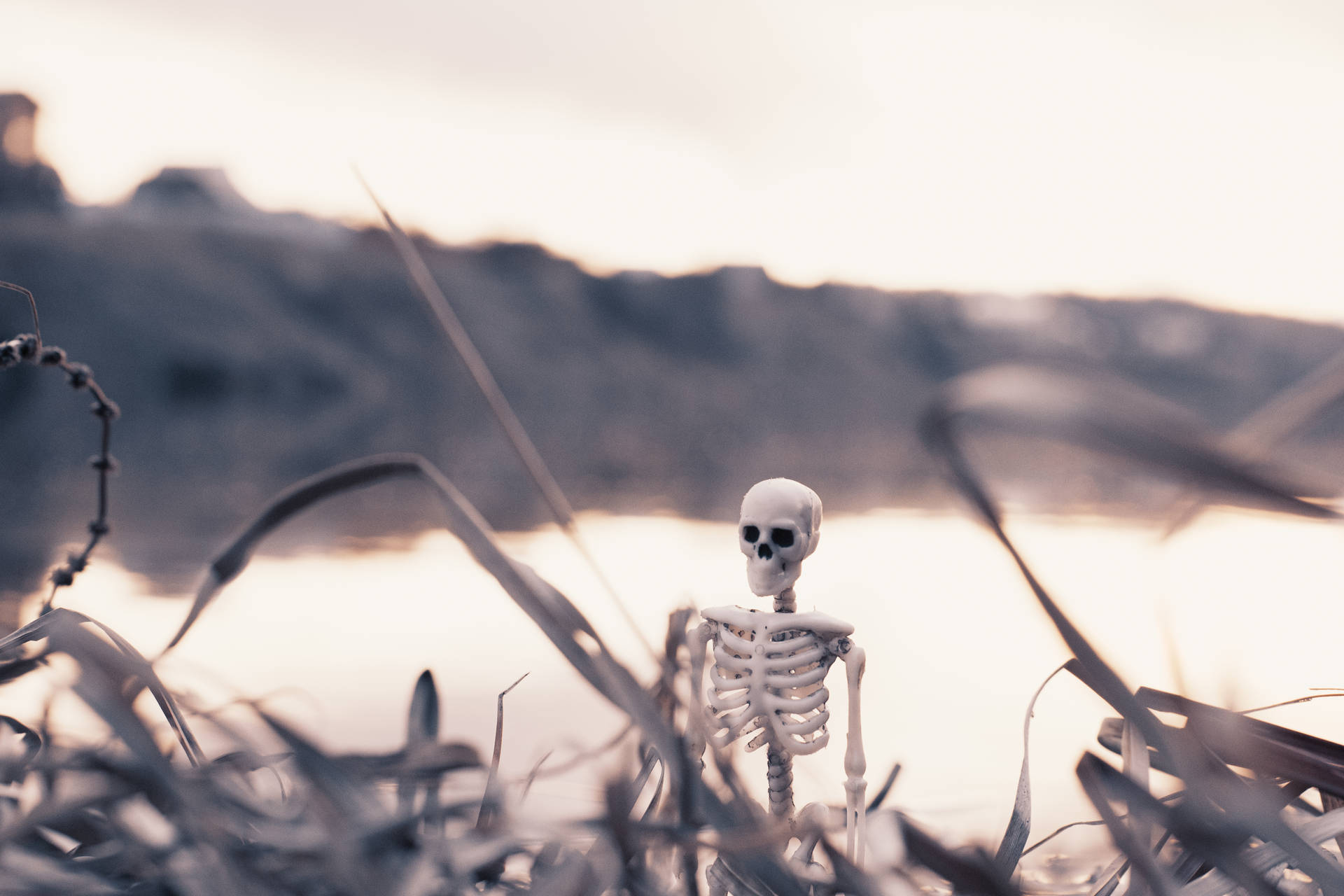 5301X3534 Skeleton Wallpaper and Background
