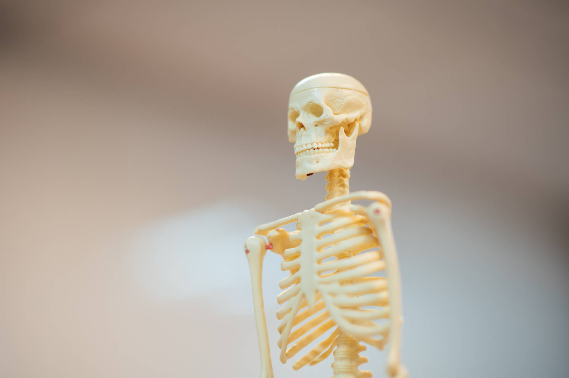 6048X4024 Skeleton Wallpaper and Background