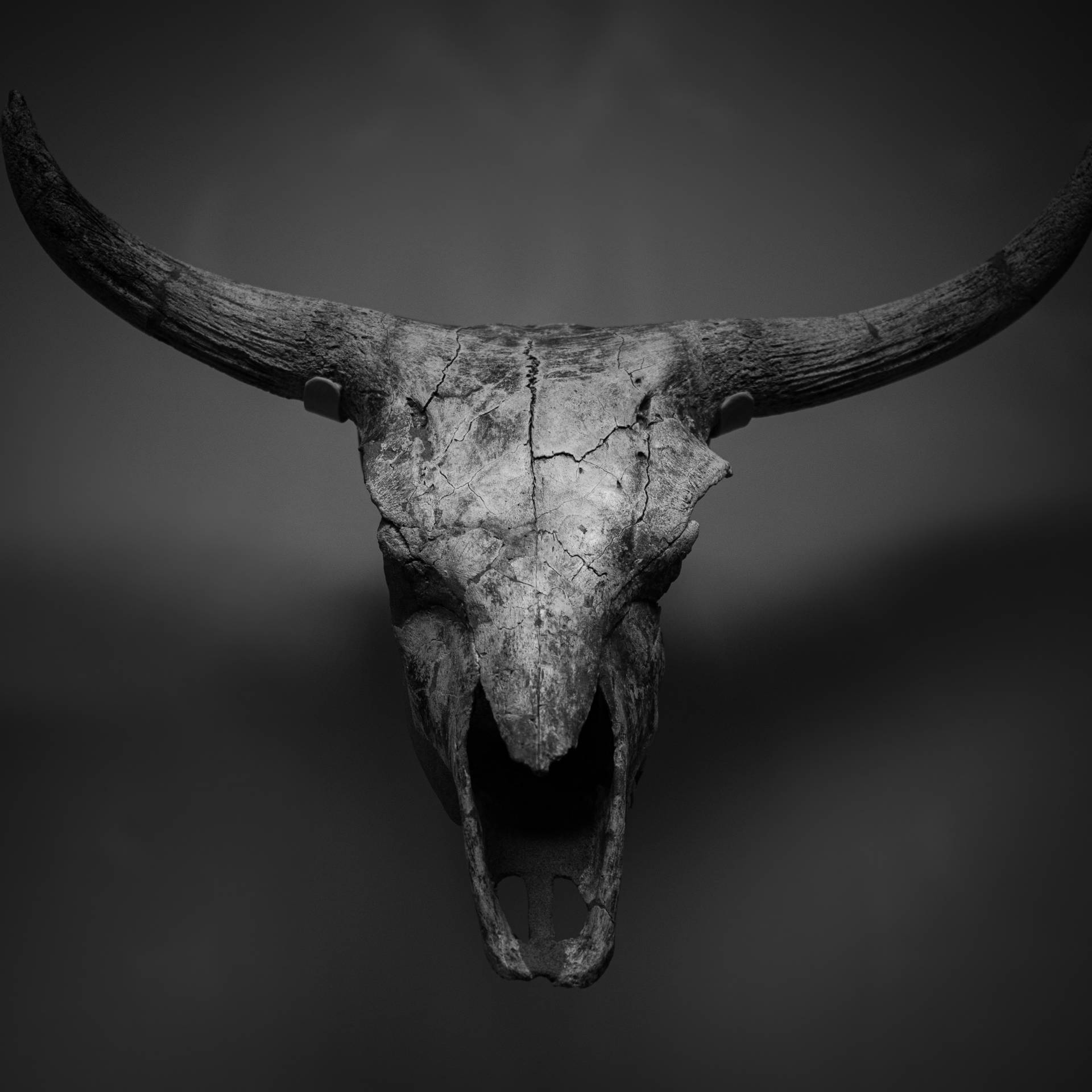 3938X3938 Skull Wallpaper and Background