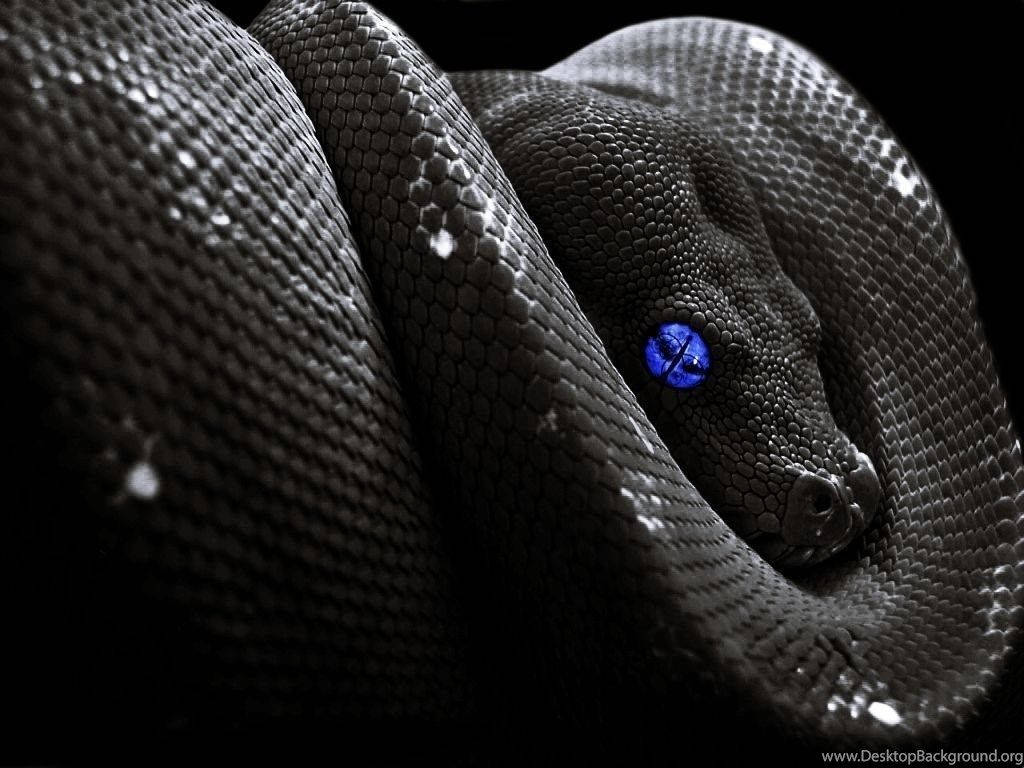 1024X768 Snake Wallpaper and Background