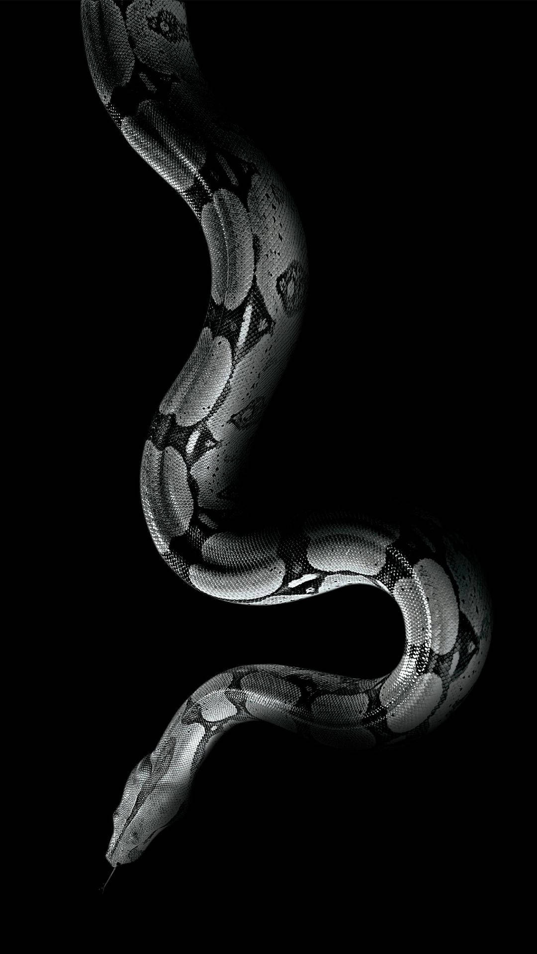 1080X1920 Snake Wallpaper and Background