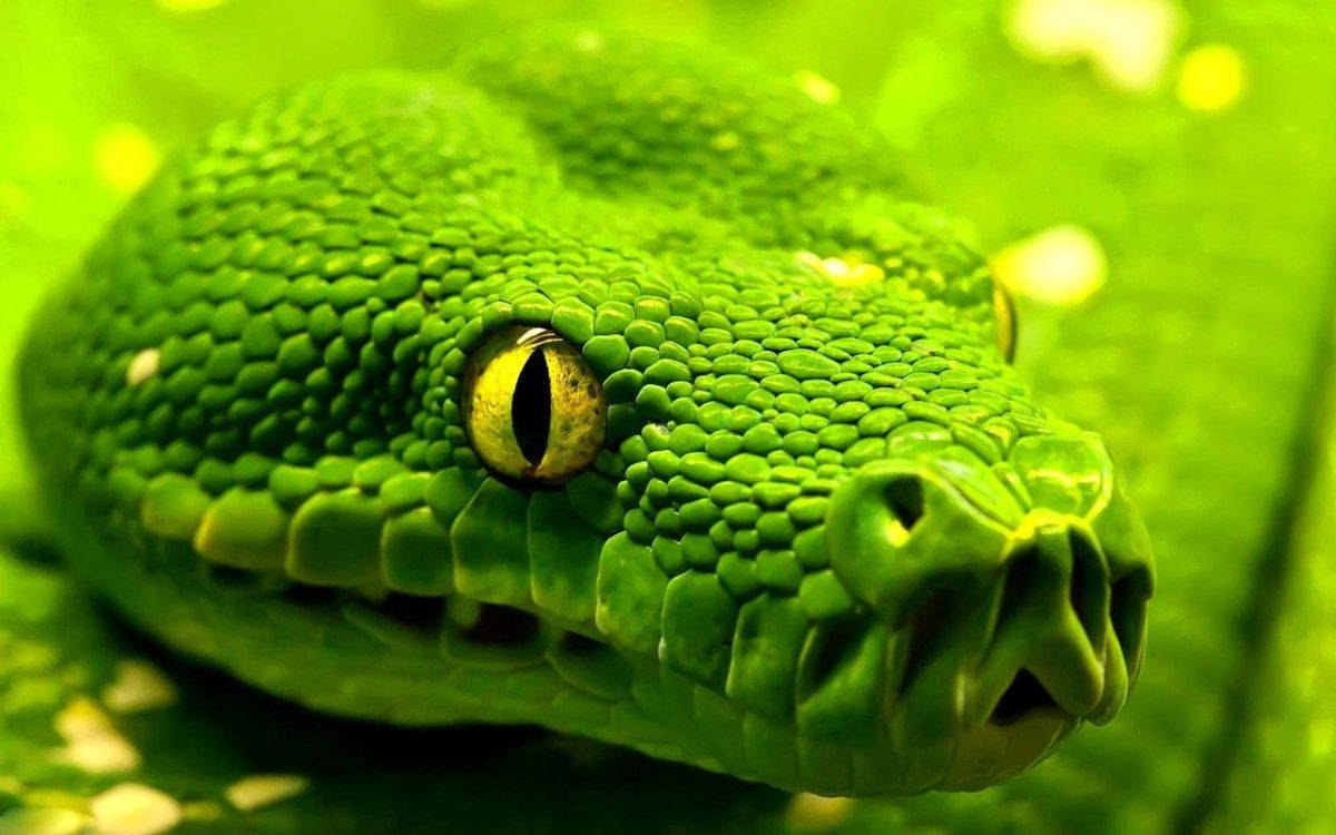 1200X750 Snake Wallpaper and Background
