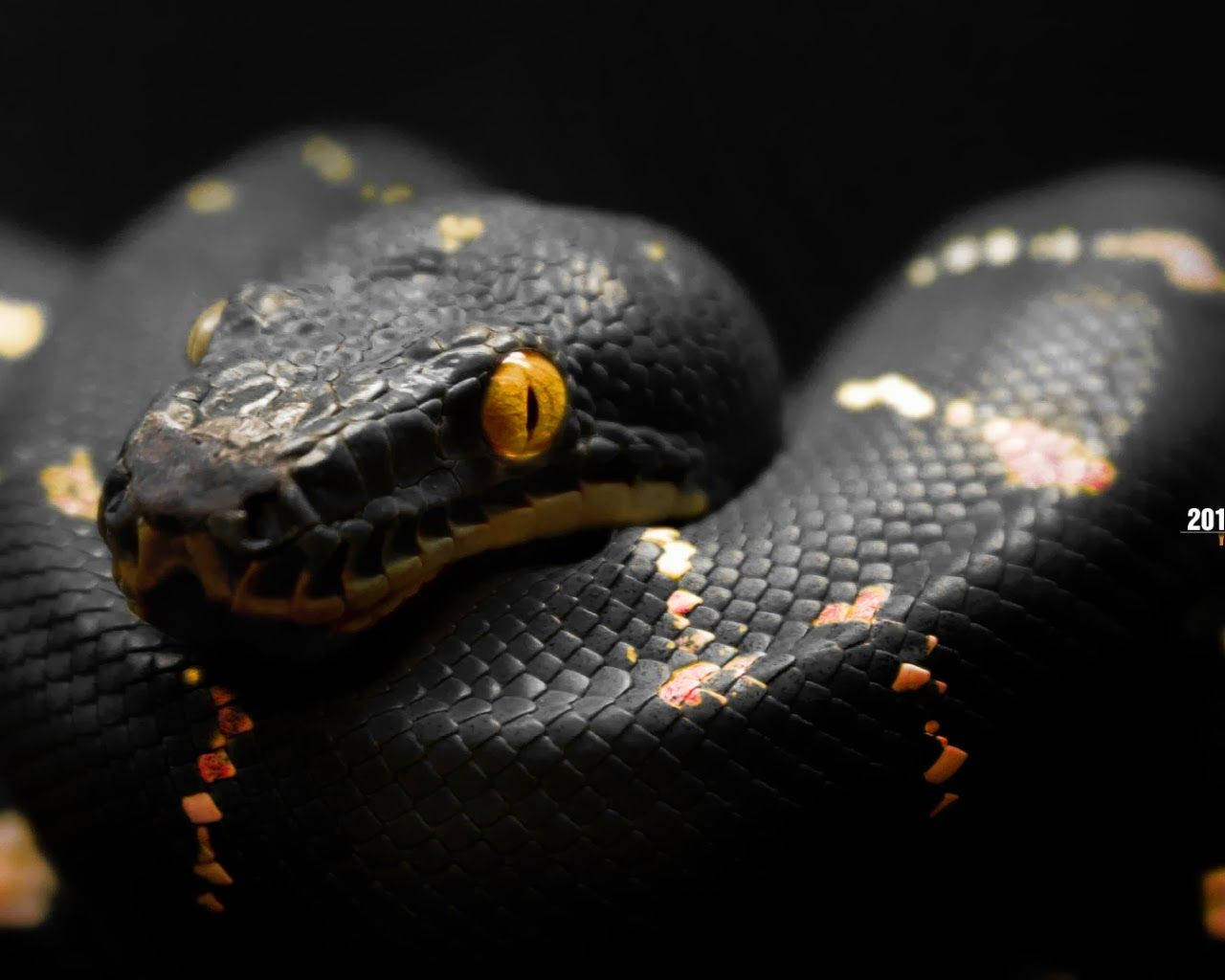 1280X1024 Snake Wallpaper and Background