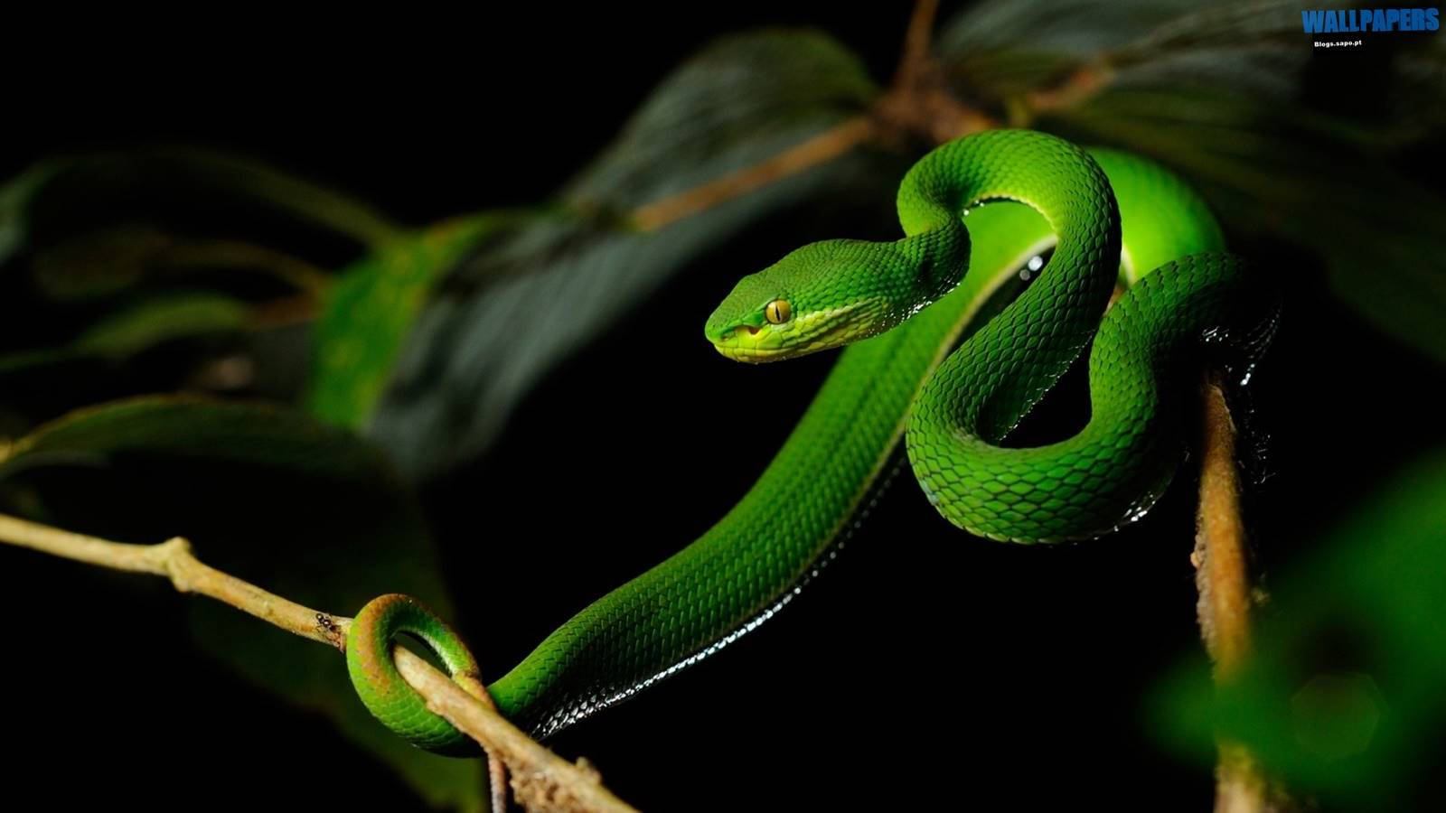 1600X900 Snake Wallpaper and Background