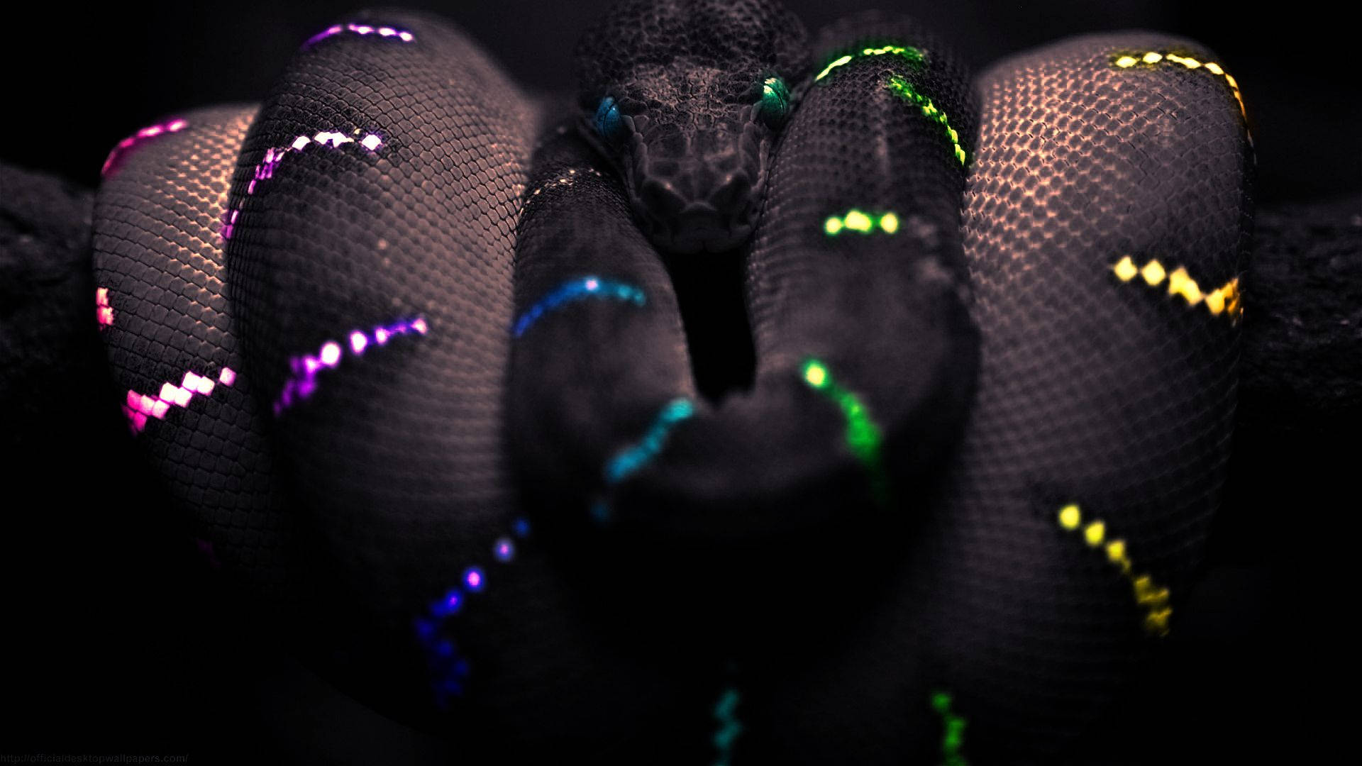 1920X1080 Snake Wallpaper and Background