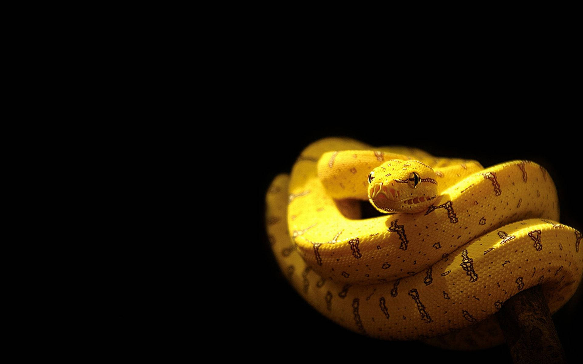 1920X1200 Snake Wallpaper and Background