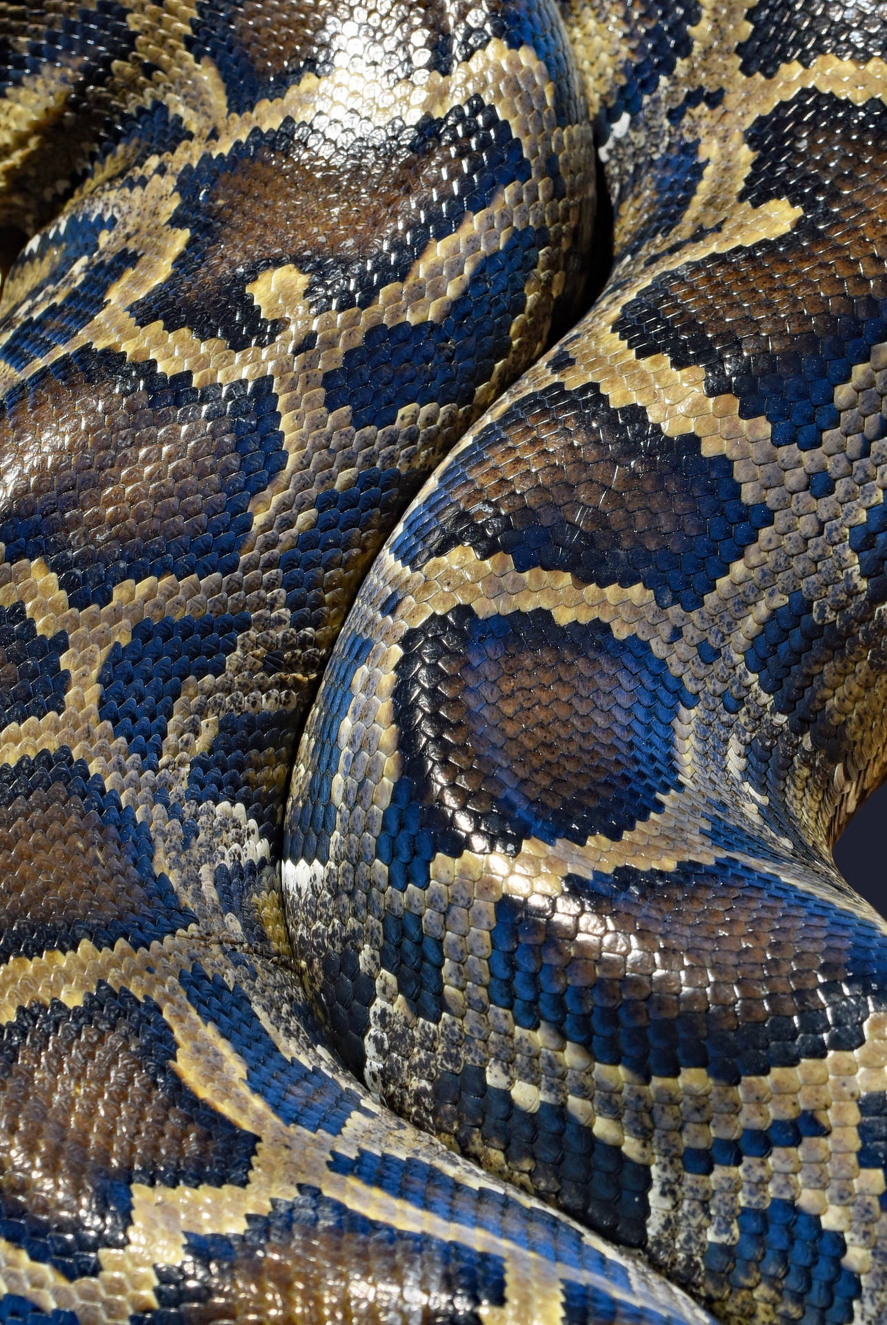 2278X3401 Snake Wallpaper and Background