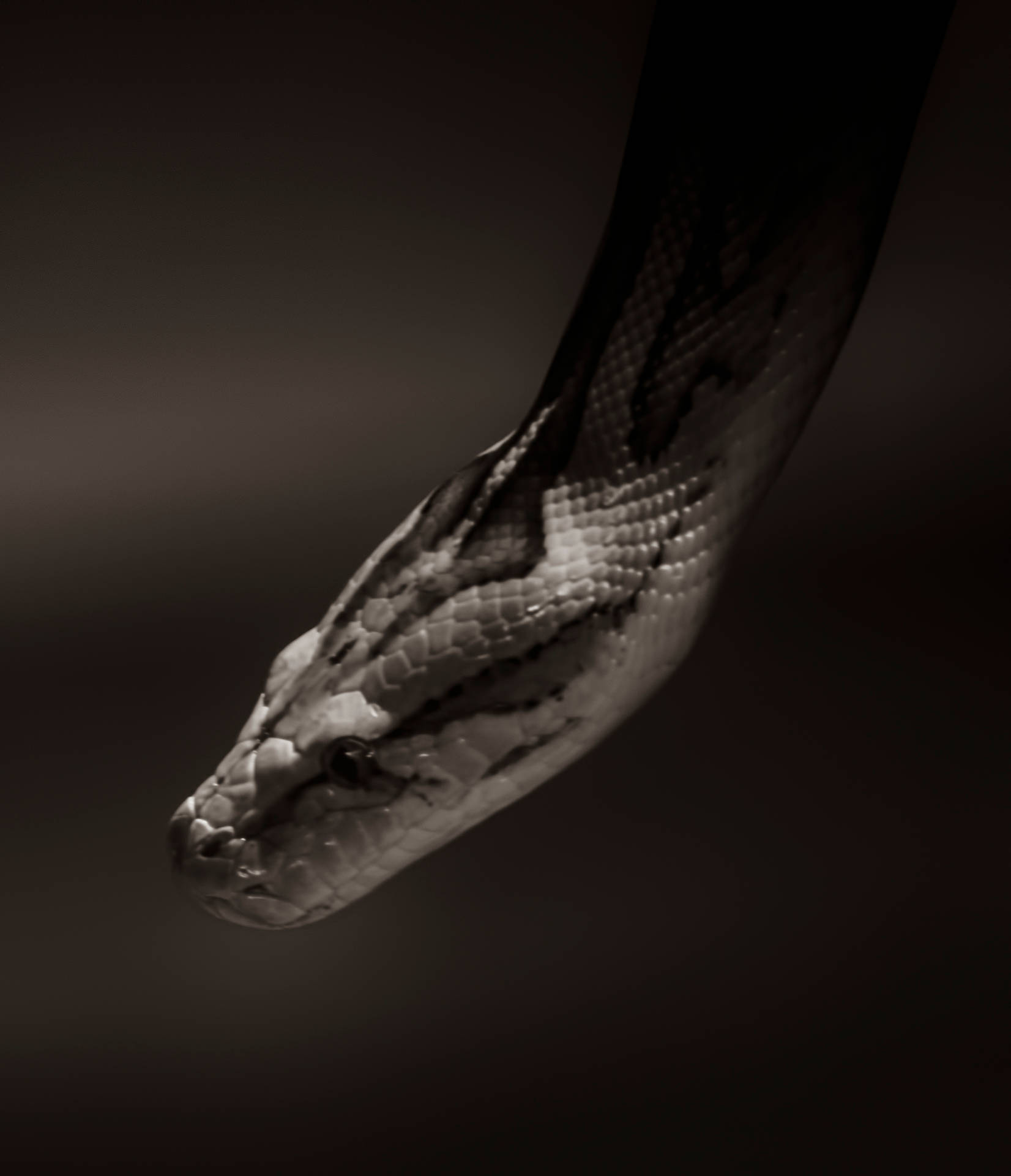2864X3328 Snake Wallpaper and Background