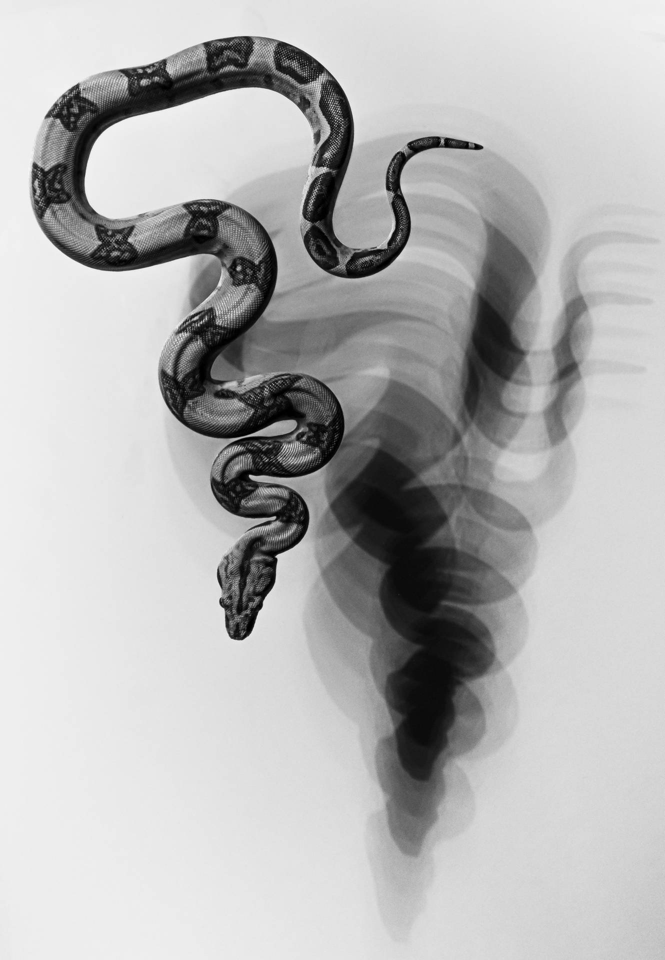 3147X4543 Snake Wallpaper and Background