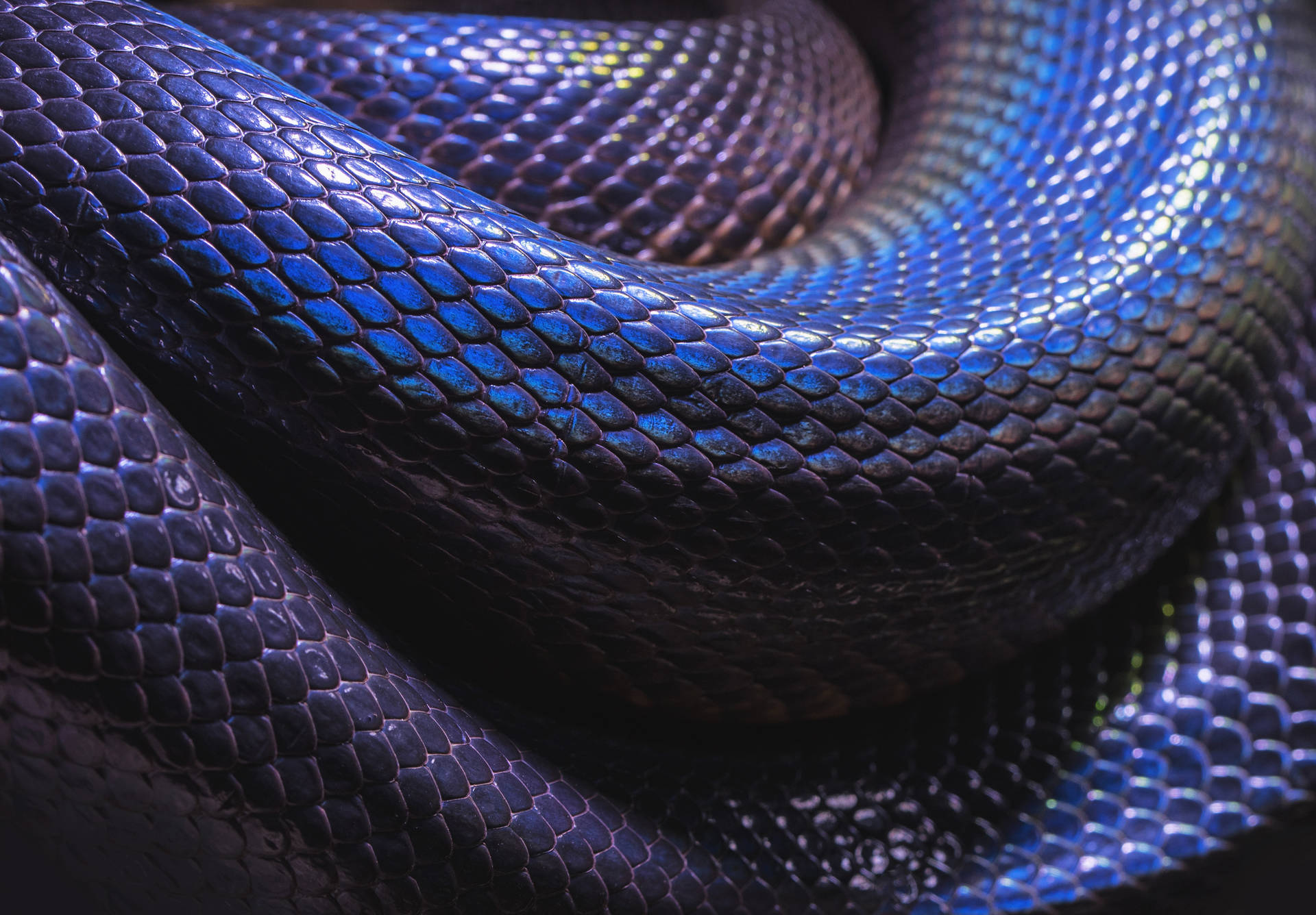 3575X2488 Snake Wallpaper and Background