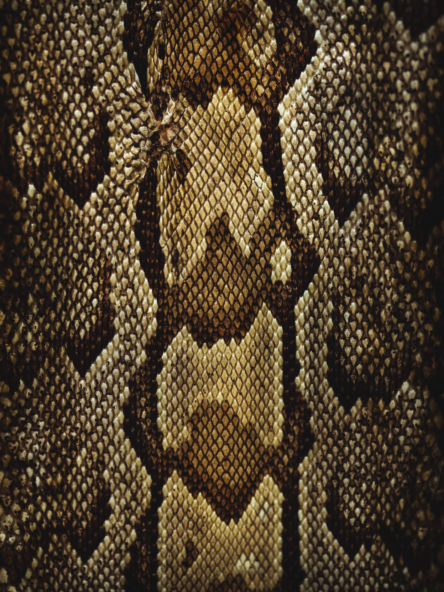3648X4864 Snake Wallpaper and Background