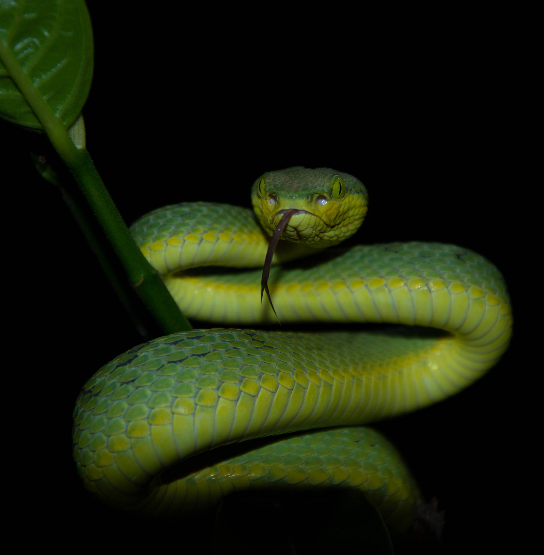 3694X3770 Snake Wallpaper and Background