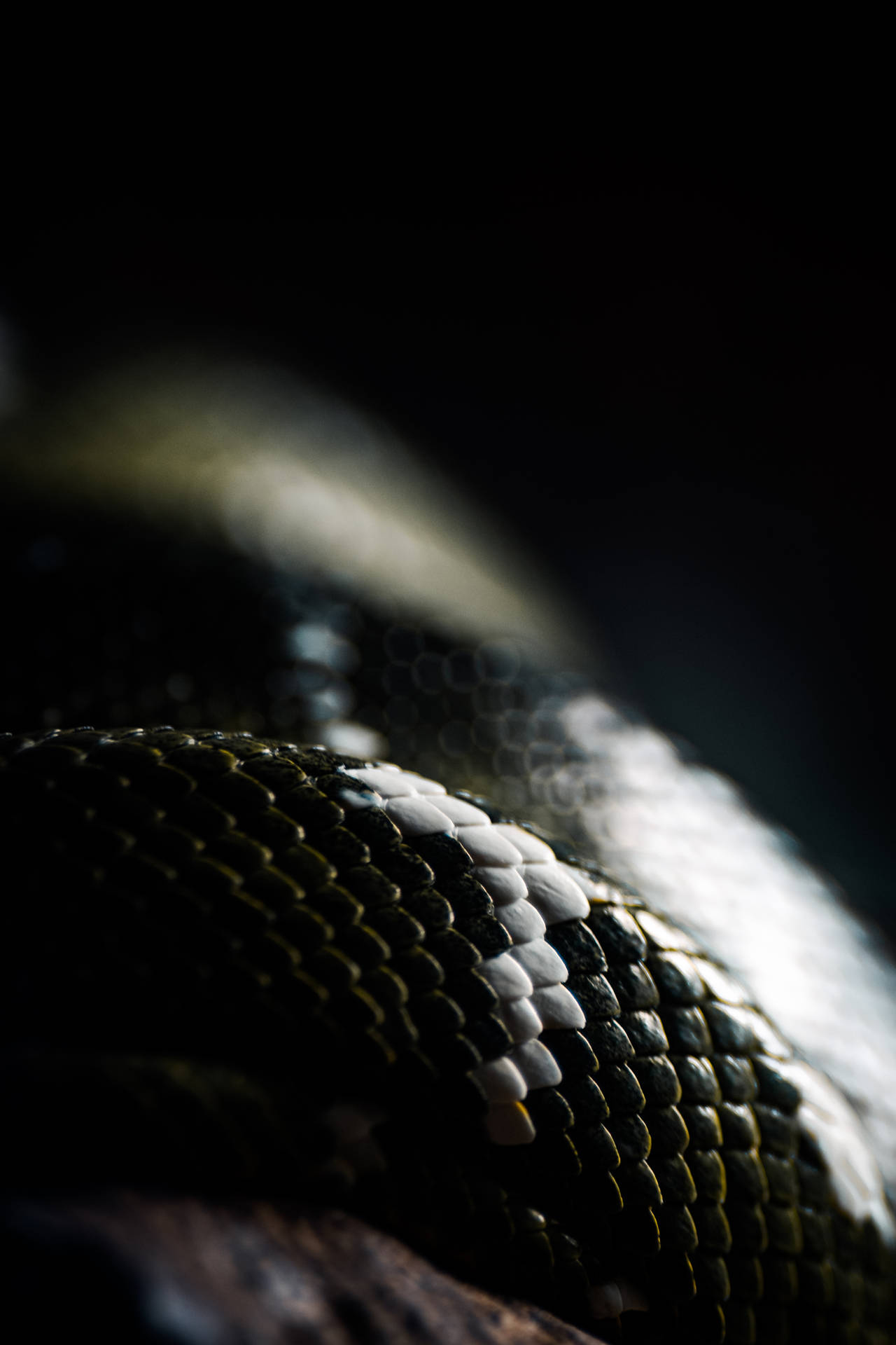 3712X5568 Snake Wallpaper and Background