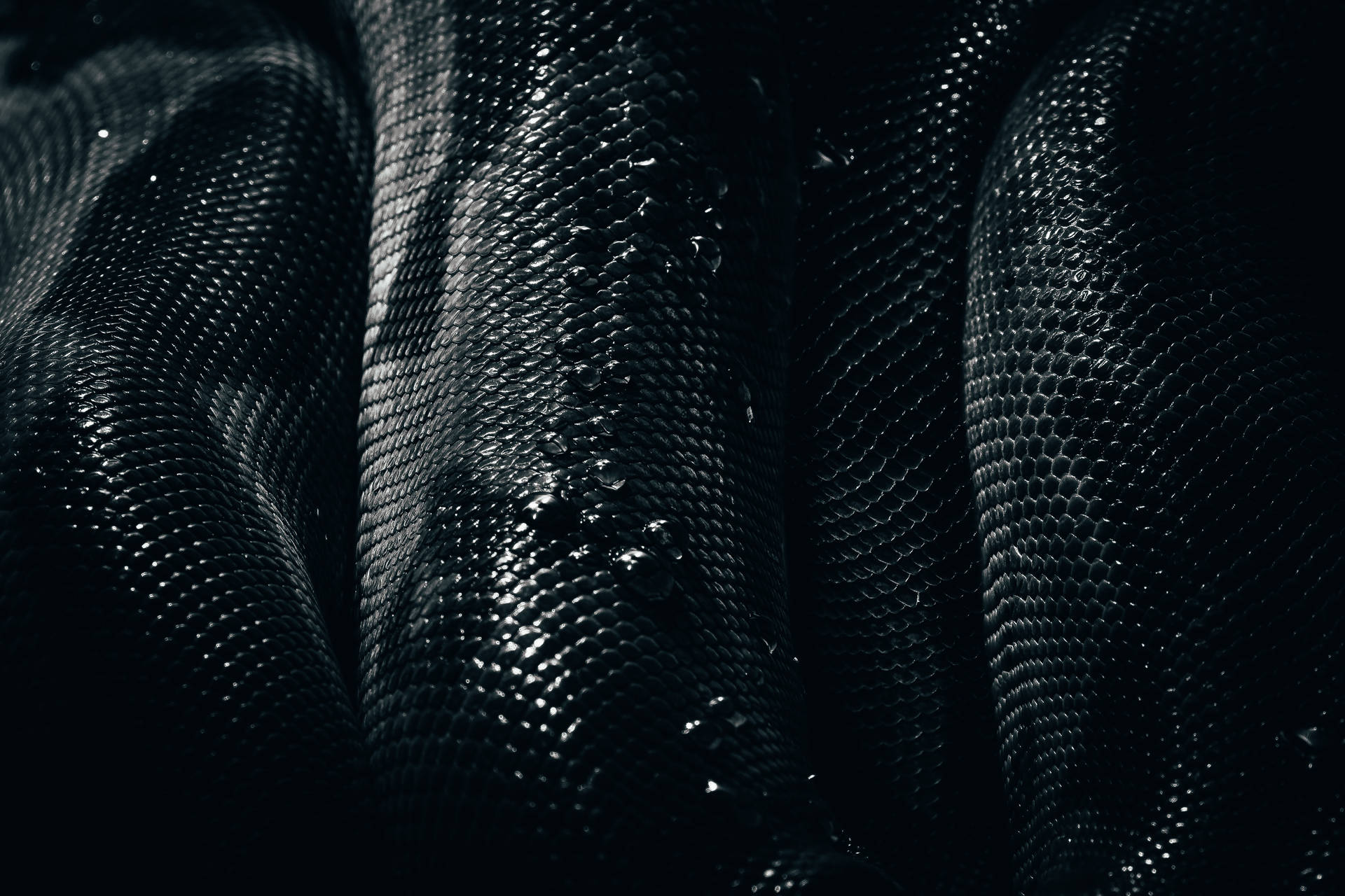 3930X2621 Snake Wallpaper and Background