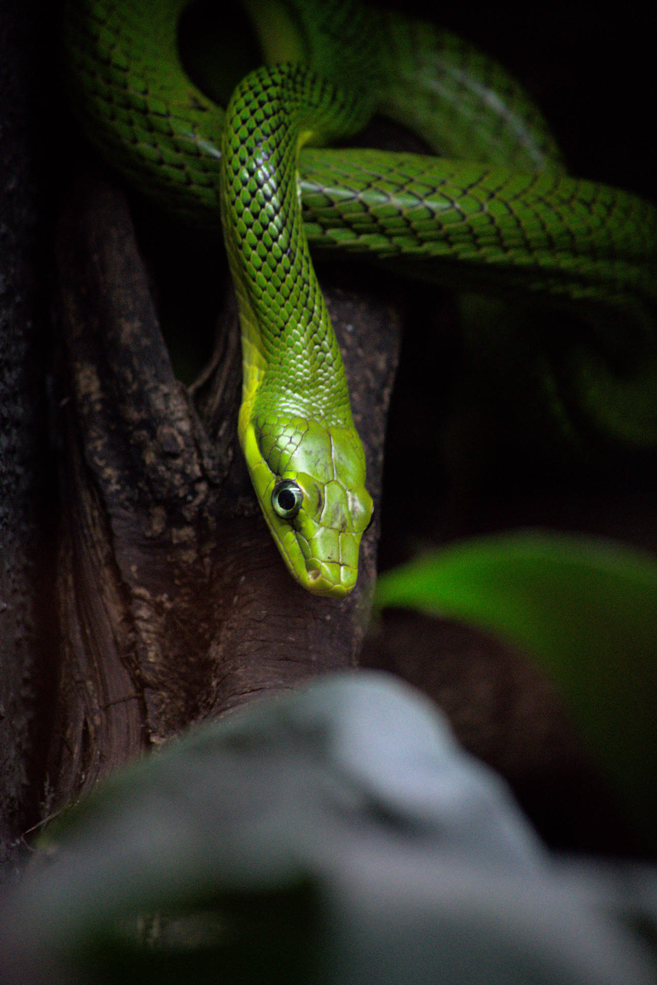 4015X6015 Snake Wallpaper and Background