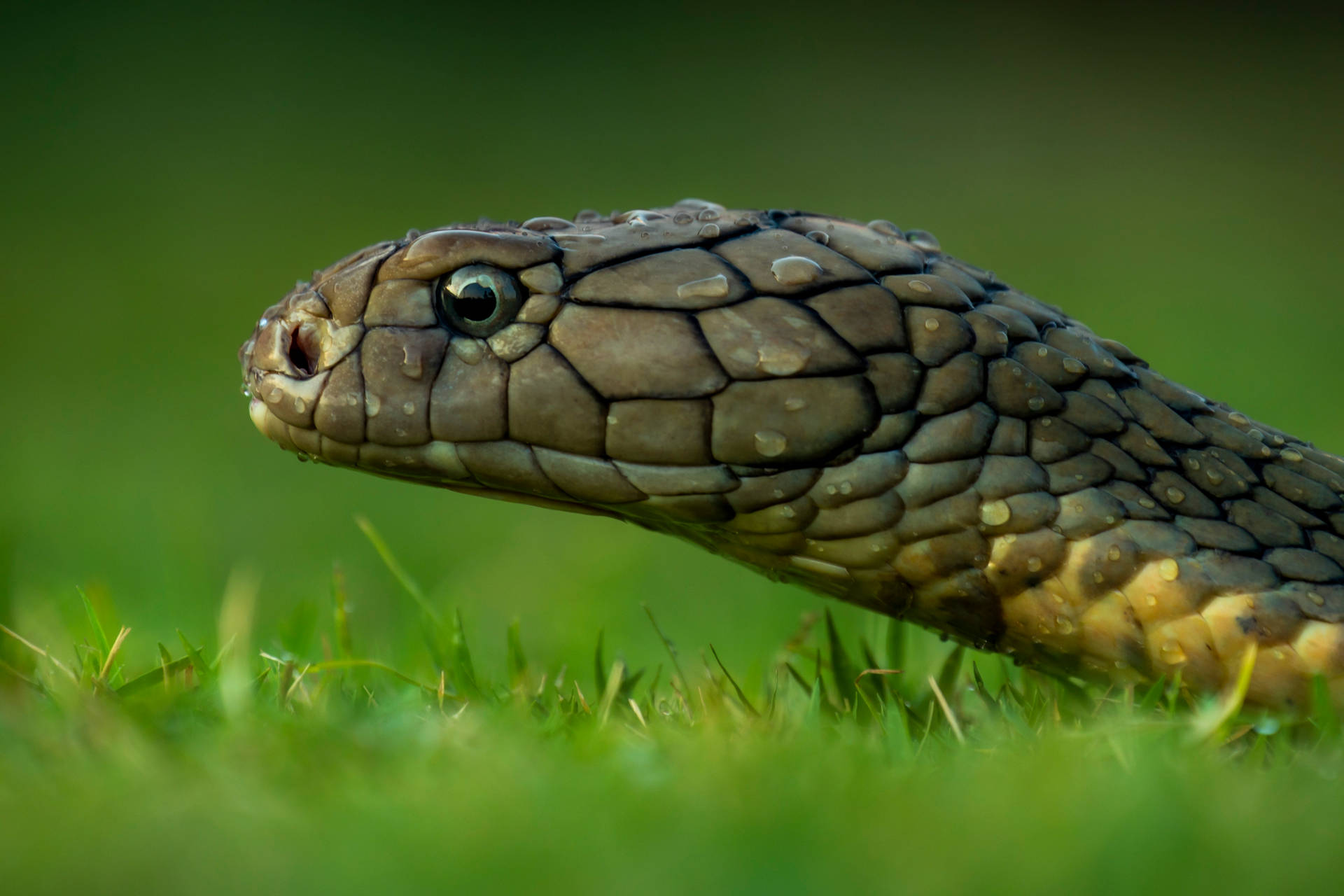 4176X2784 Snake Wallpaper and Background