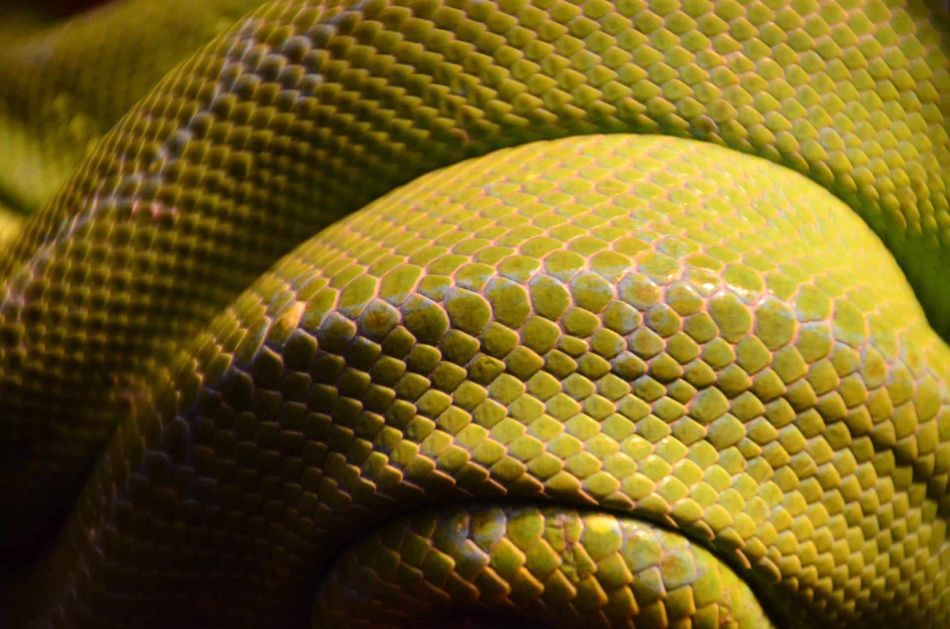 4928X3264 Snake Wallpaper and Background