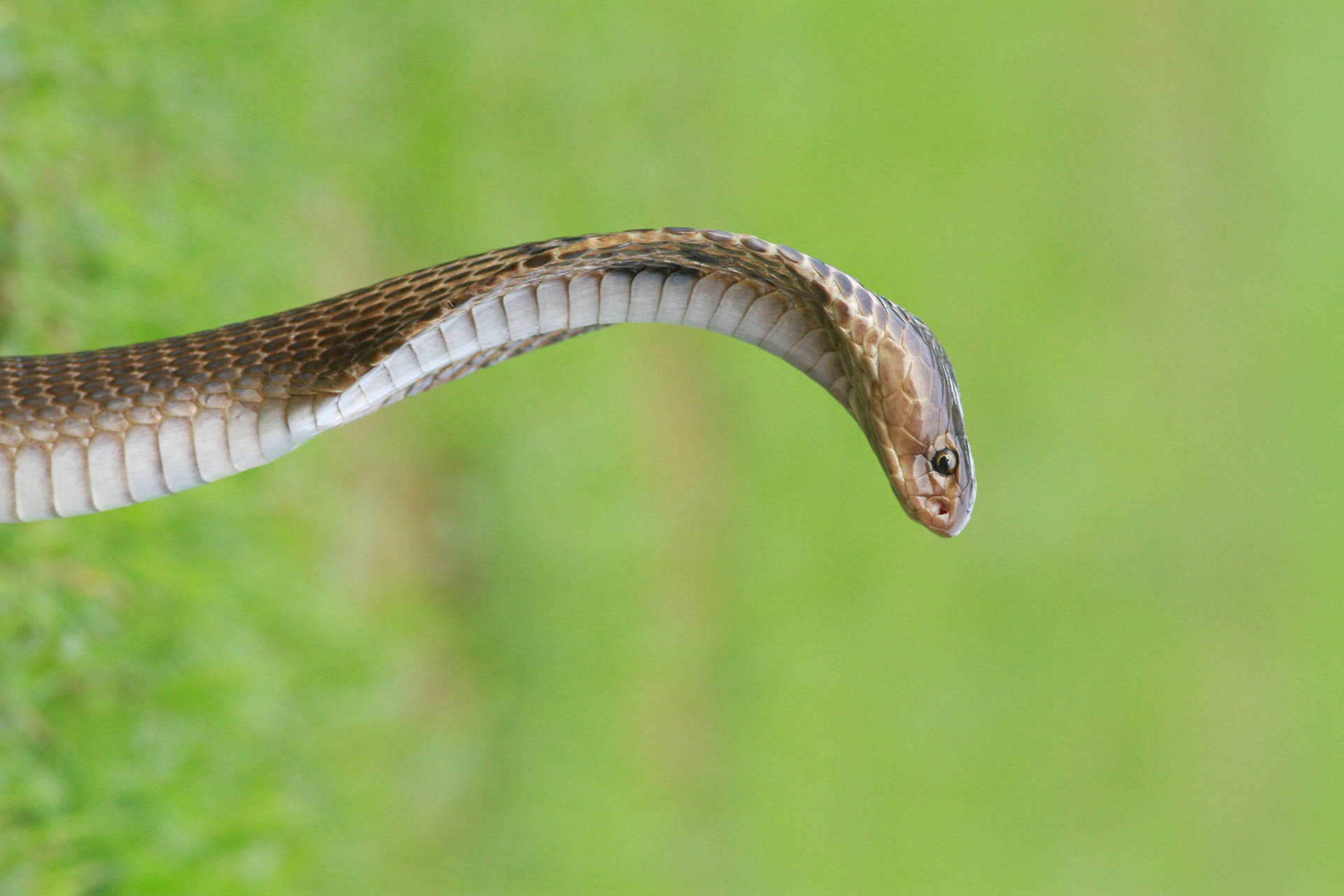 5184X3456 Snake Wallpaper and Background