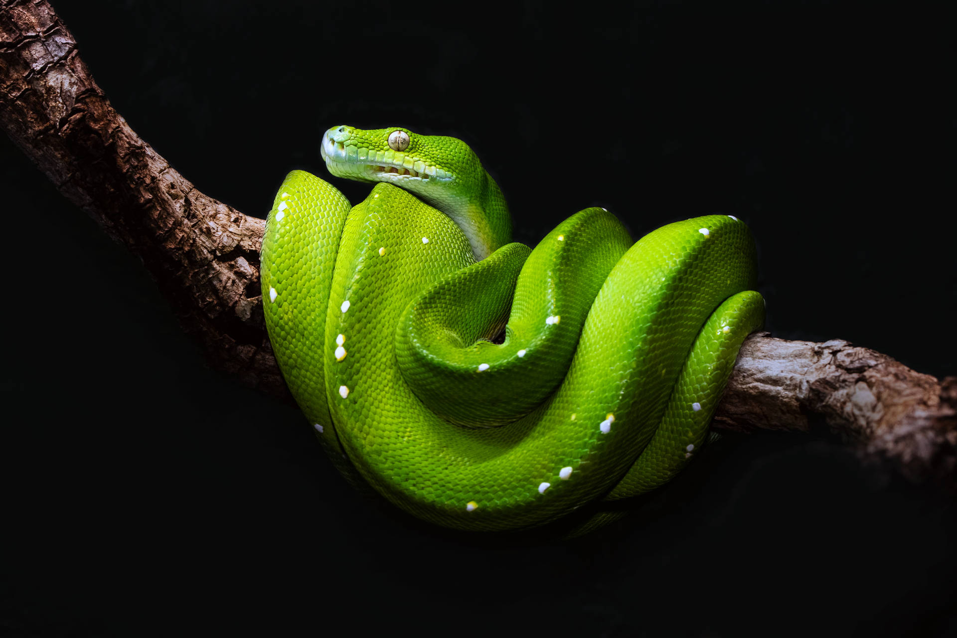 5280X3520 Snake Wallpaper and Background