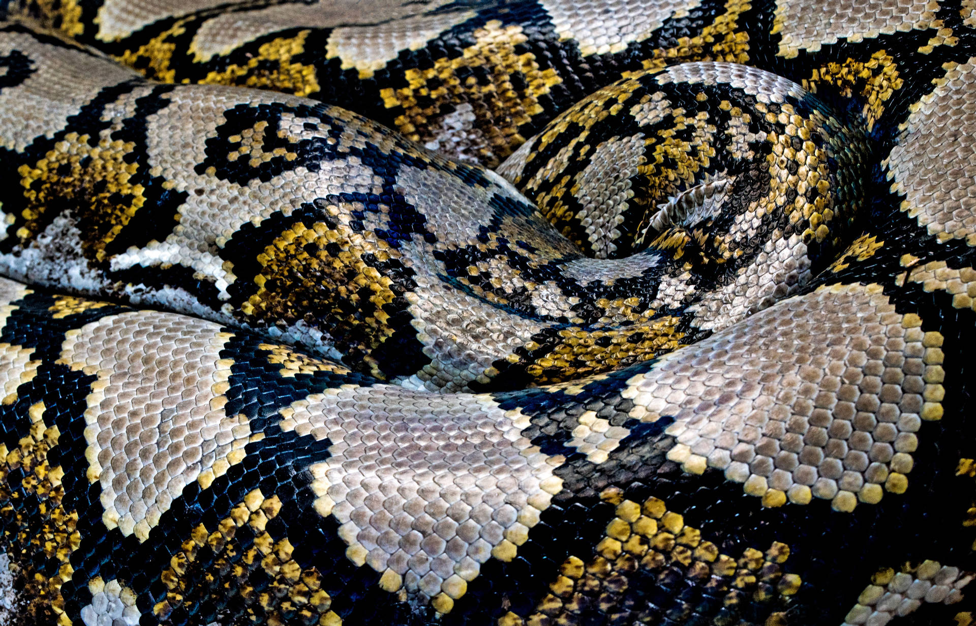 5405X3464 Snake Wallpaper and Background