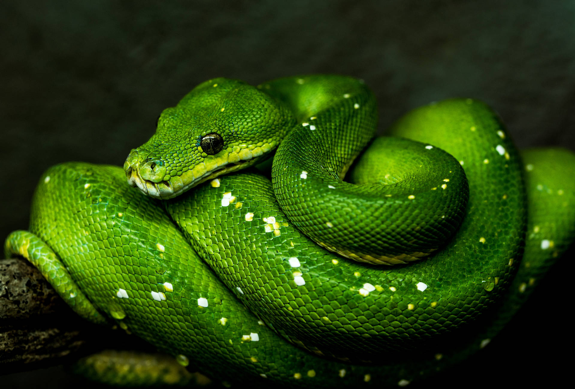 5854X3967 Snake Wallpaper and Background