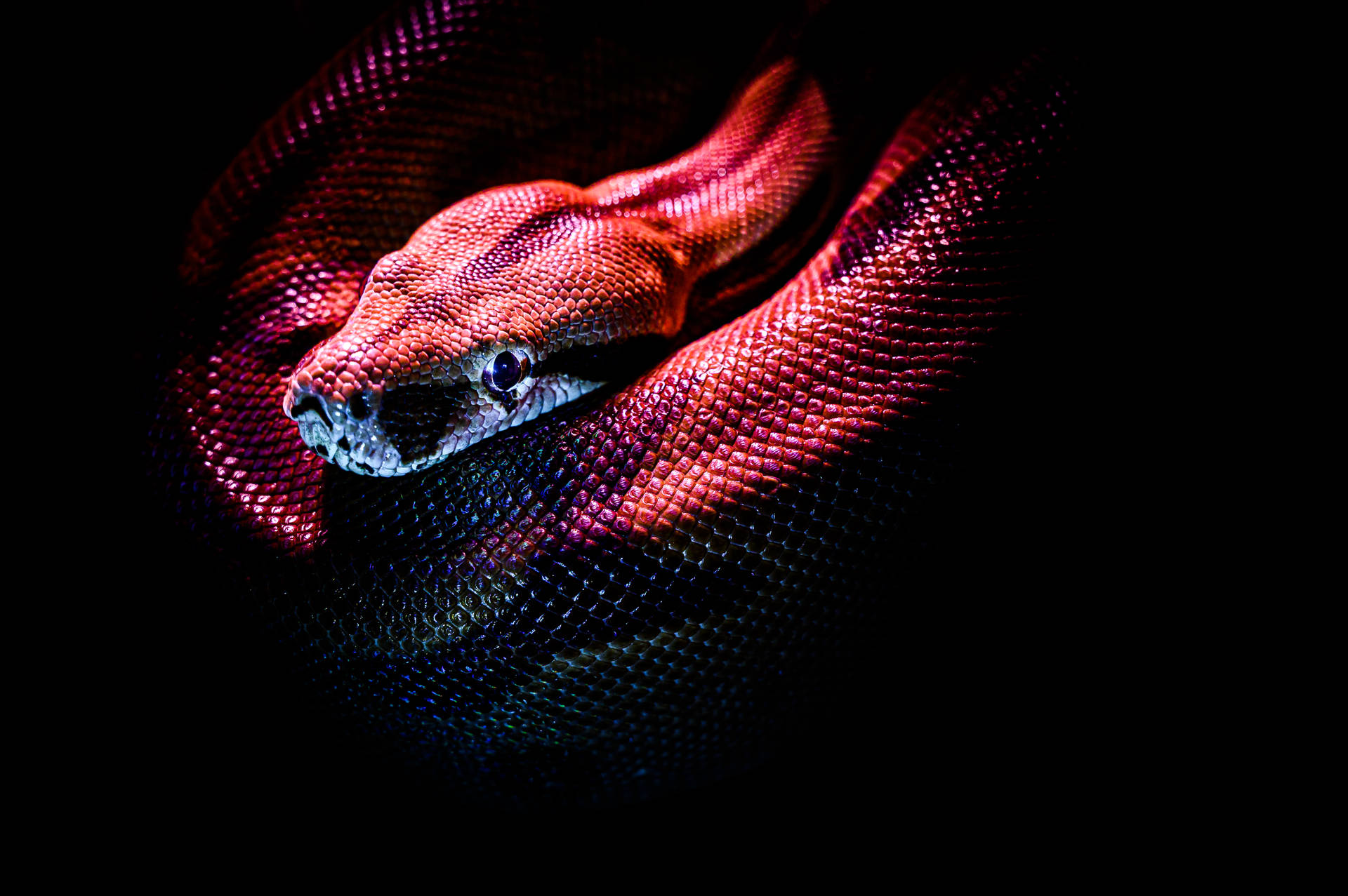 6048X4024 Snake Wallpaper and Background