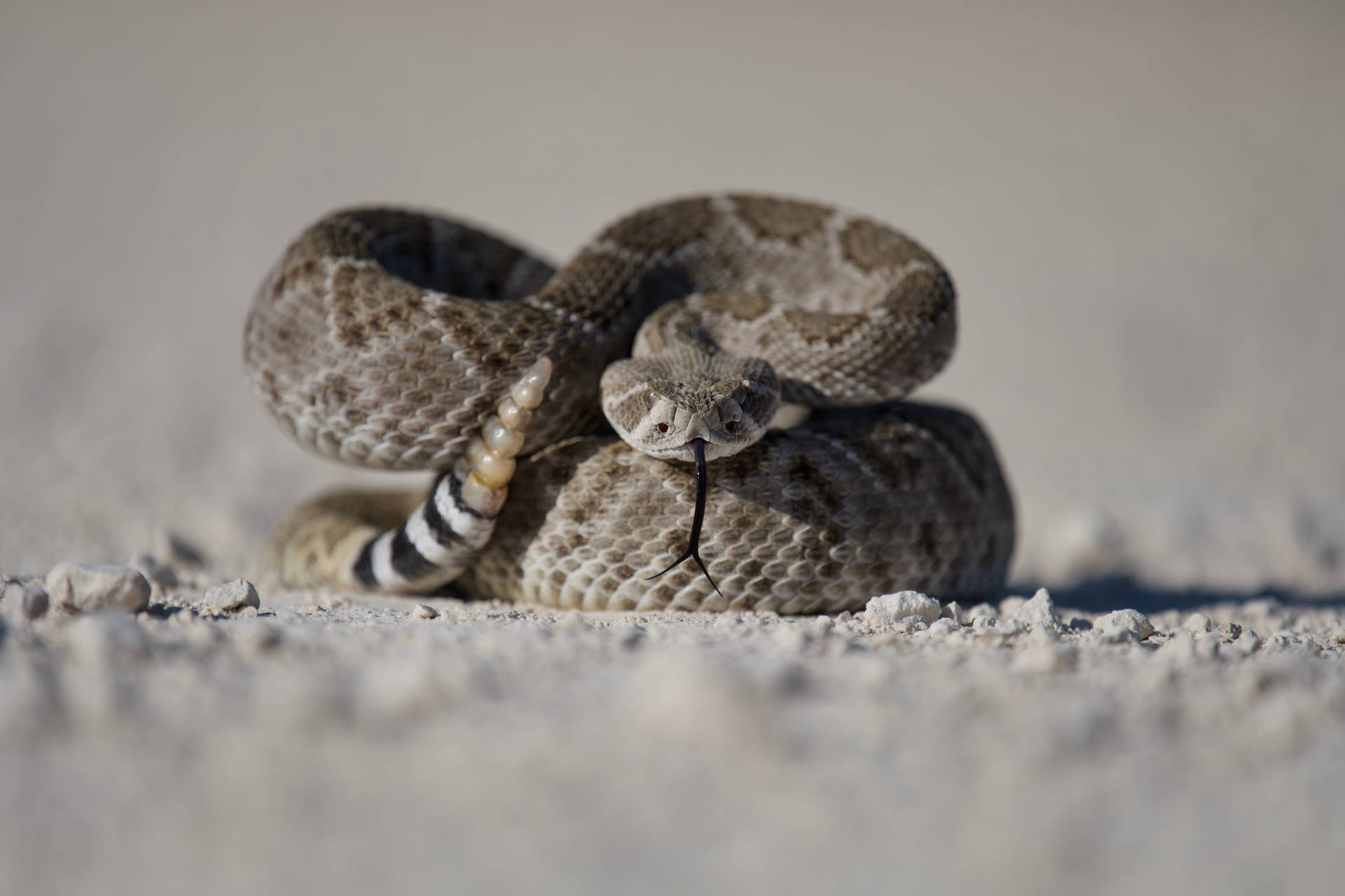 8256X5504 Snake Wallpaper and Background