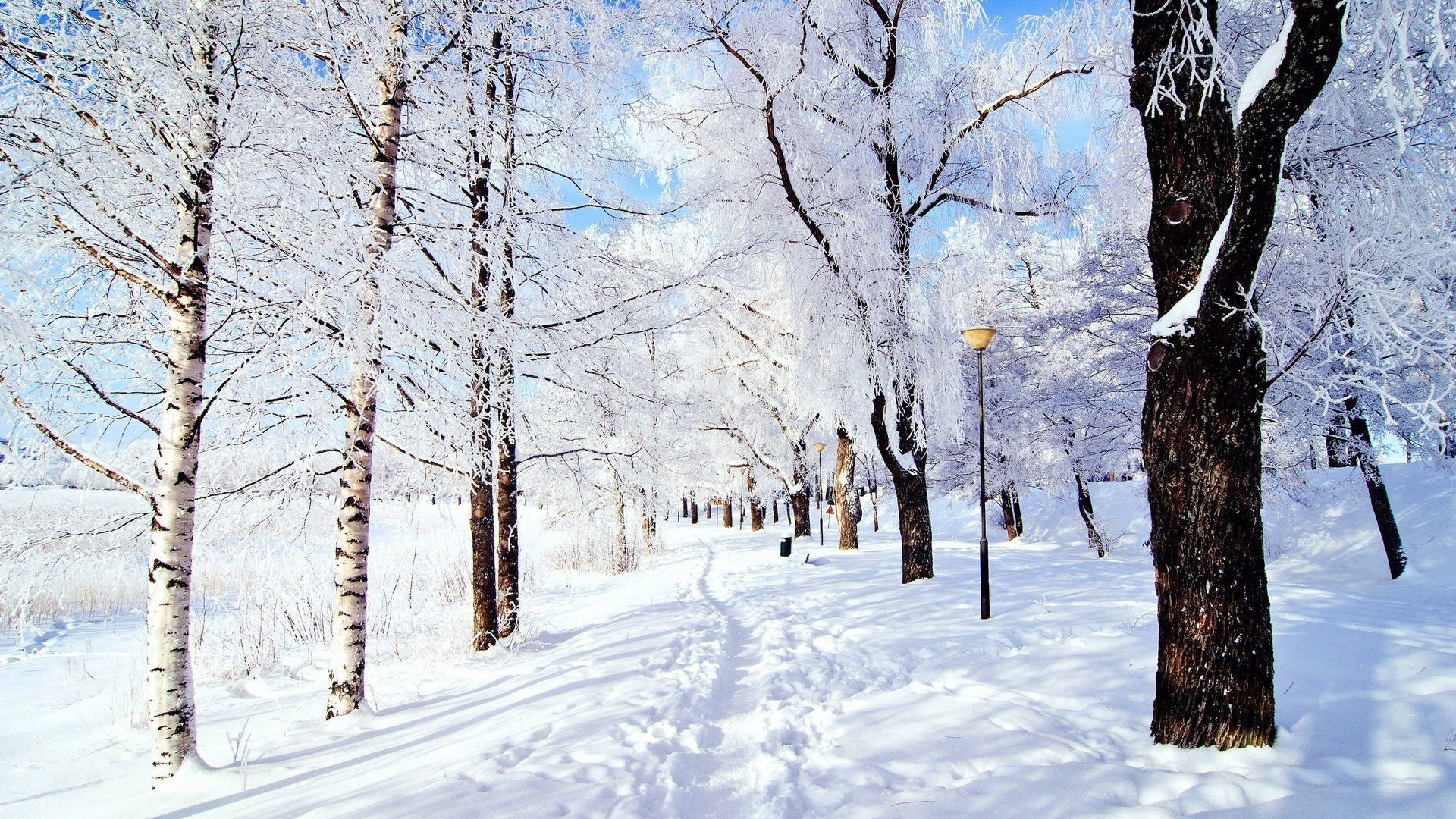 2560X1440 Snow Wallpaper and Background