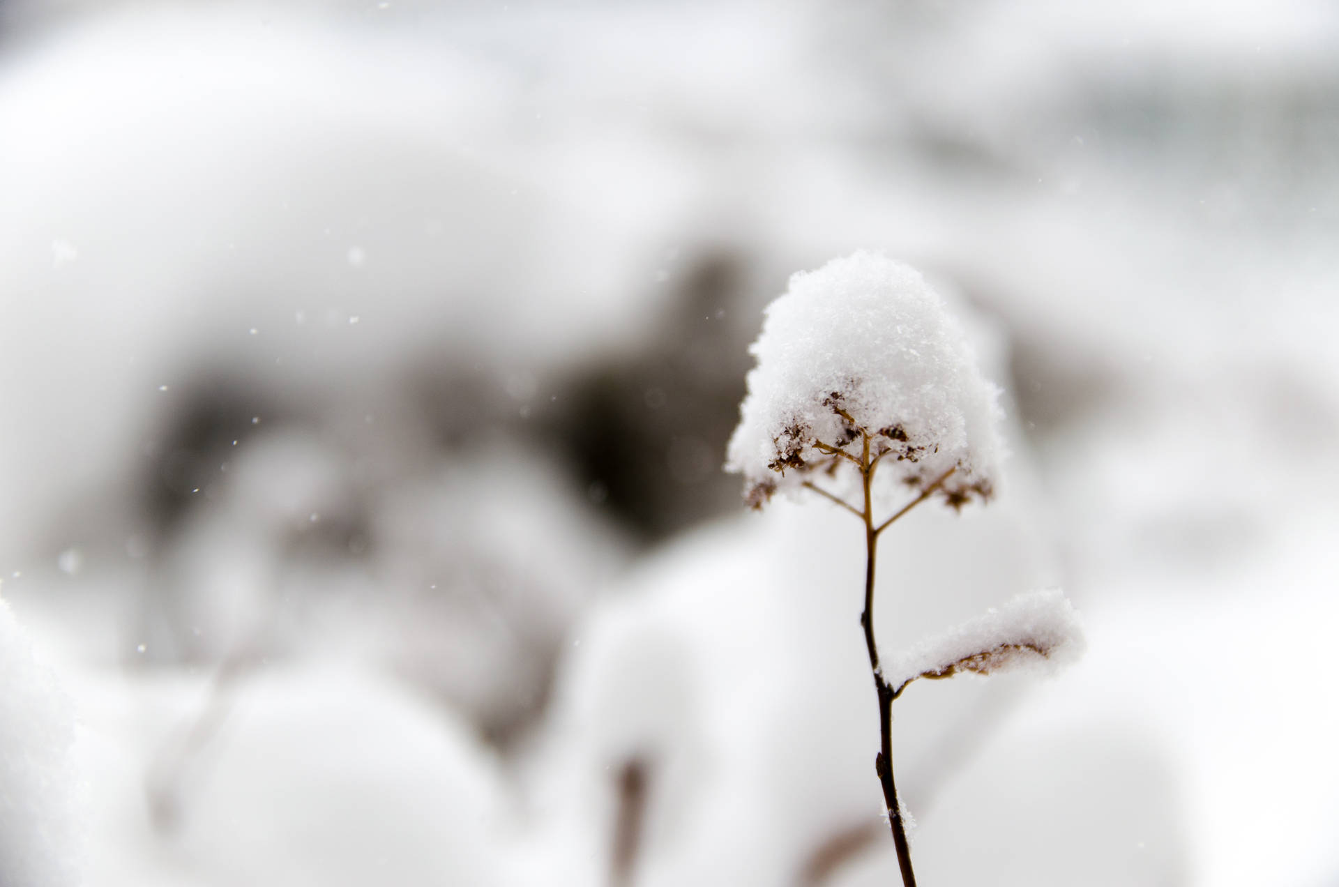 4928X3264 Snow Wallpaper and Background