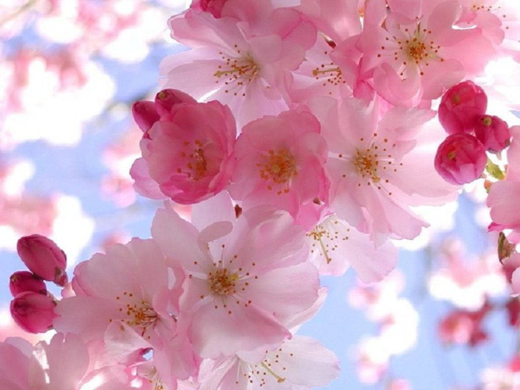 1024X768 Spring Wallpaper and Background