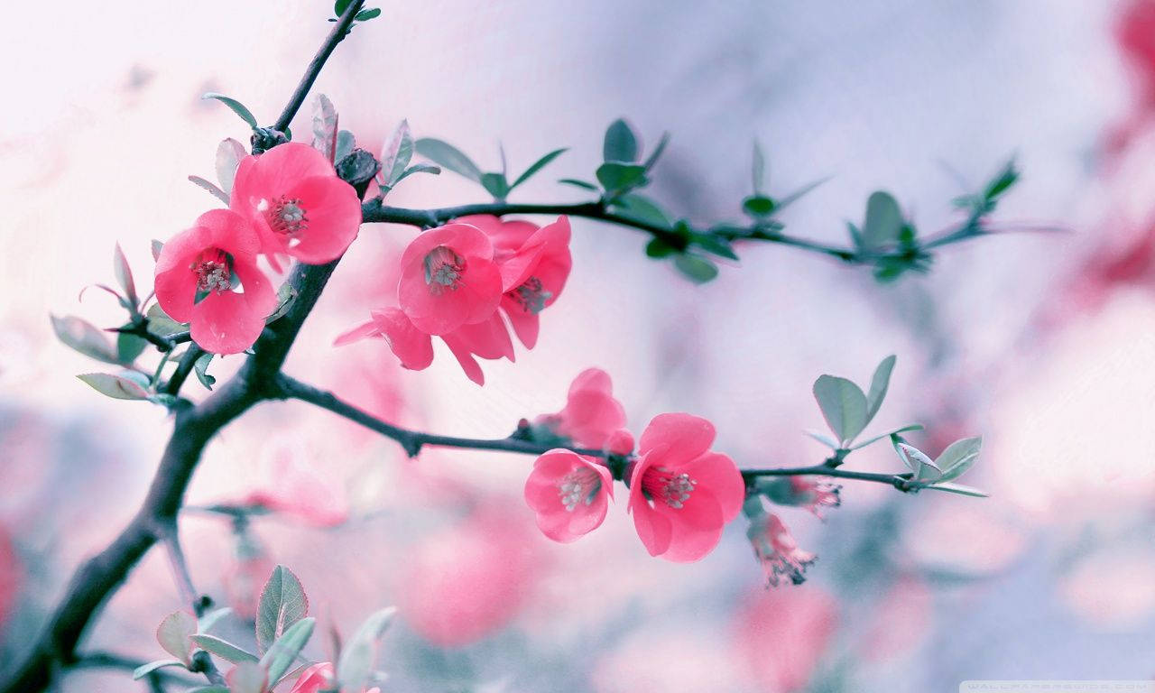 1280X768 Spring Wallpaper and Background