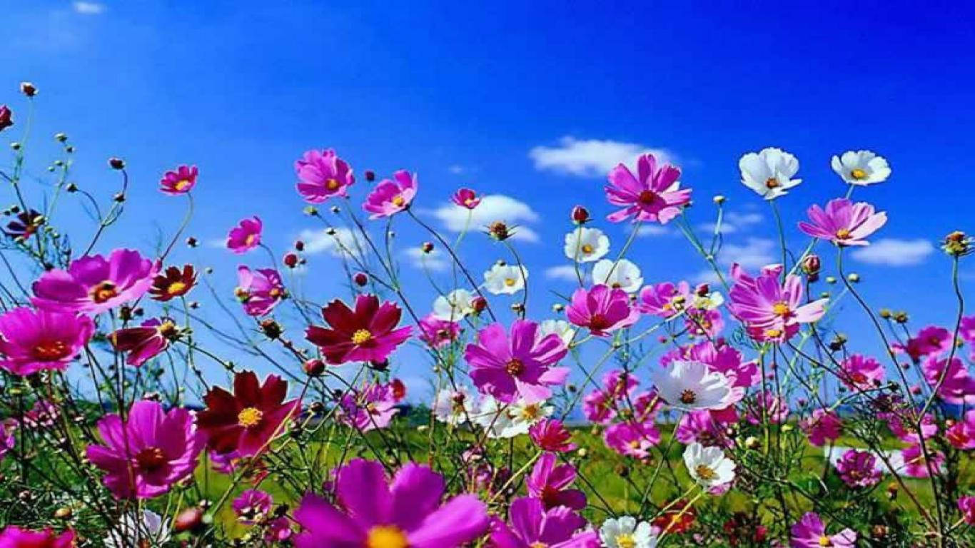 1366X768 Spring Wallpaper and Background