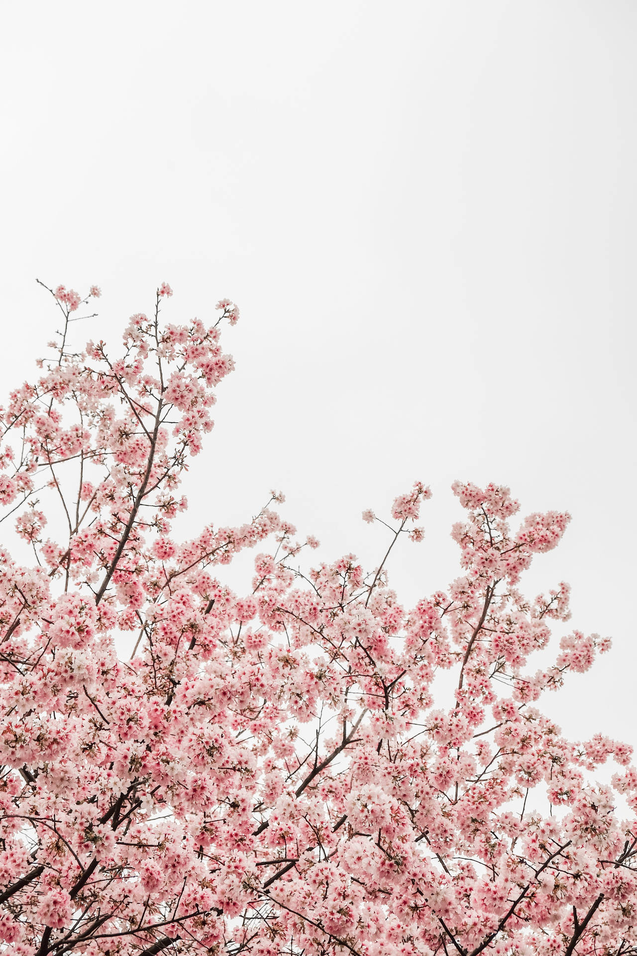 3264X4896 Spring Wallpaper and Background