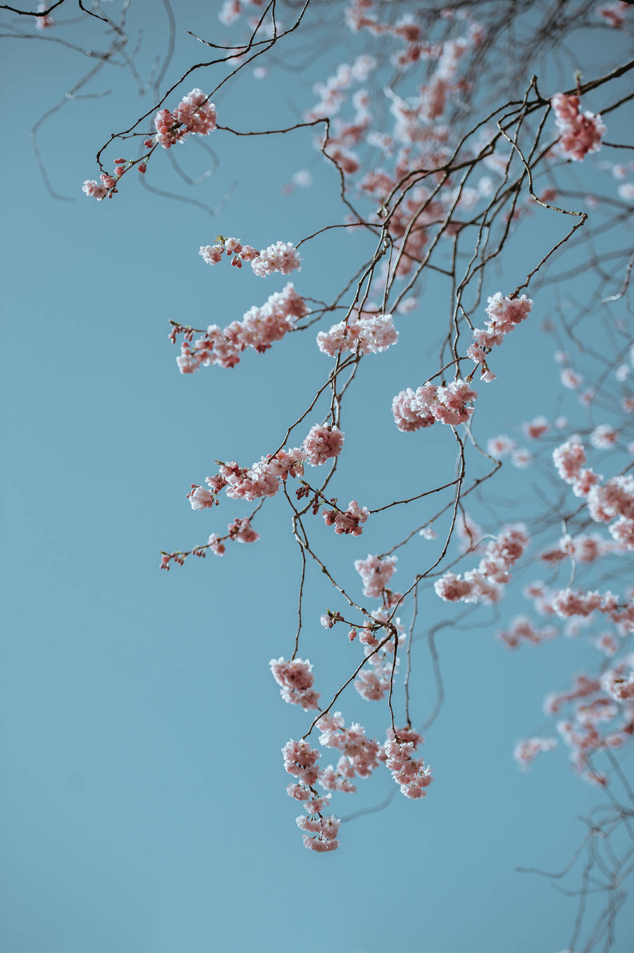 3280X4928 Spring Wallpaper and Background