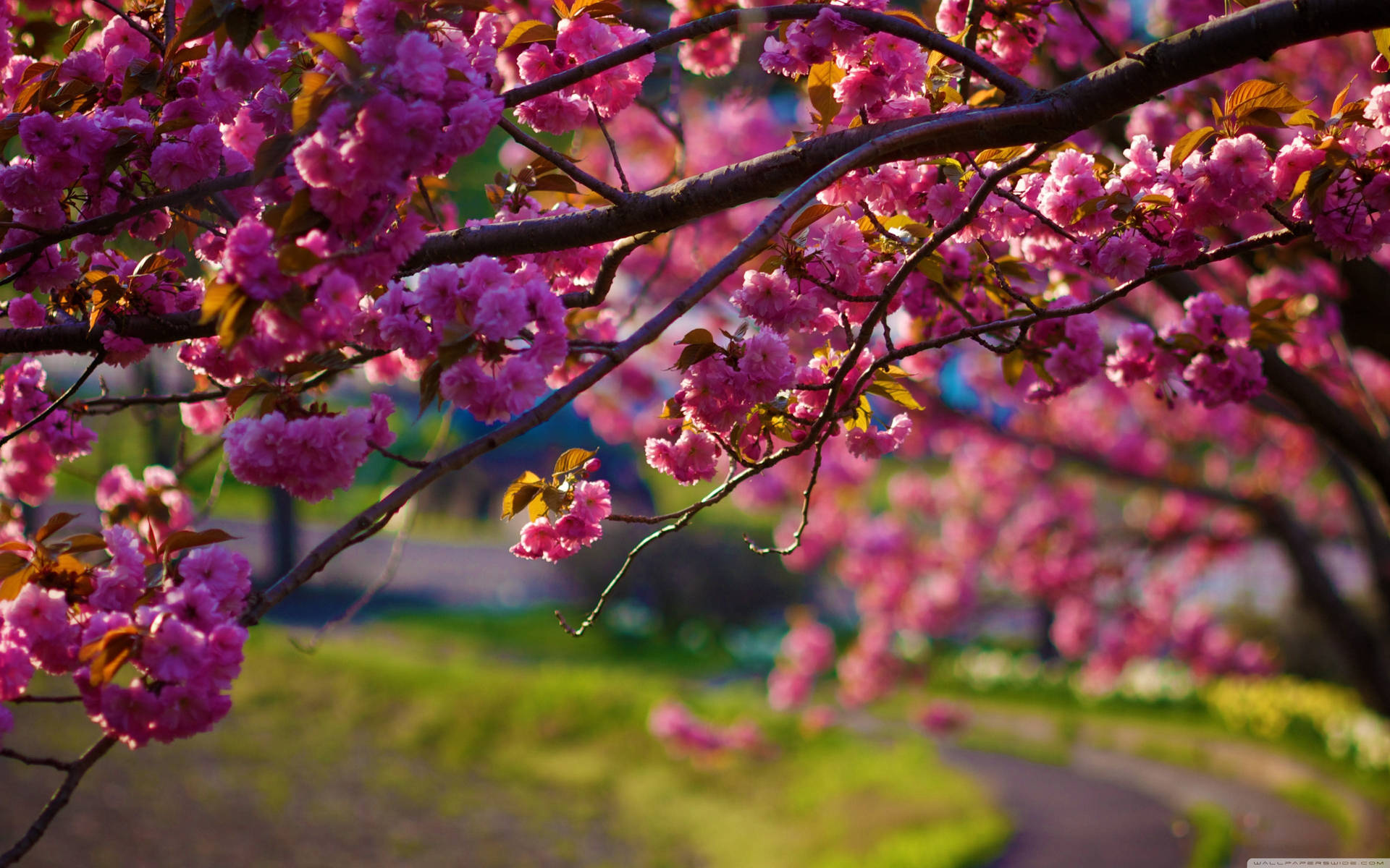 3840X2400 Spring Wallpaper and Background