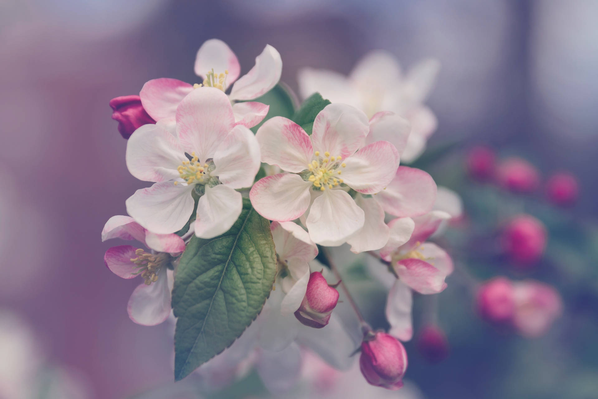 4704X3136 Spring Wallpaper and Background