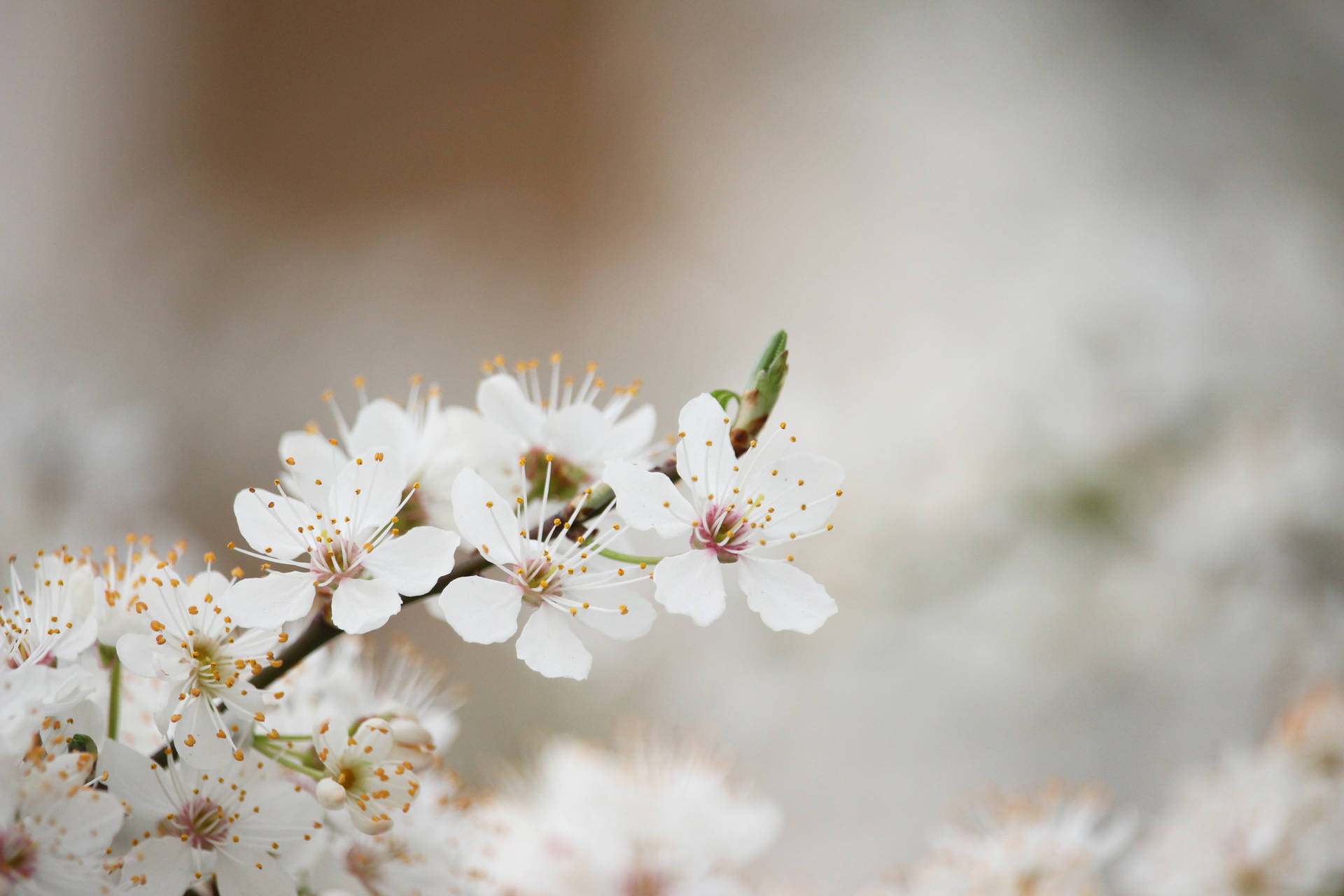 5184X3456 Spring Wallpaper and Background