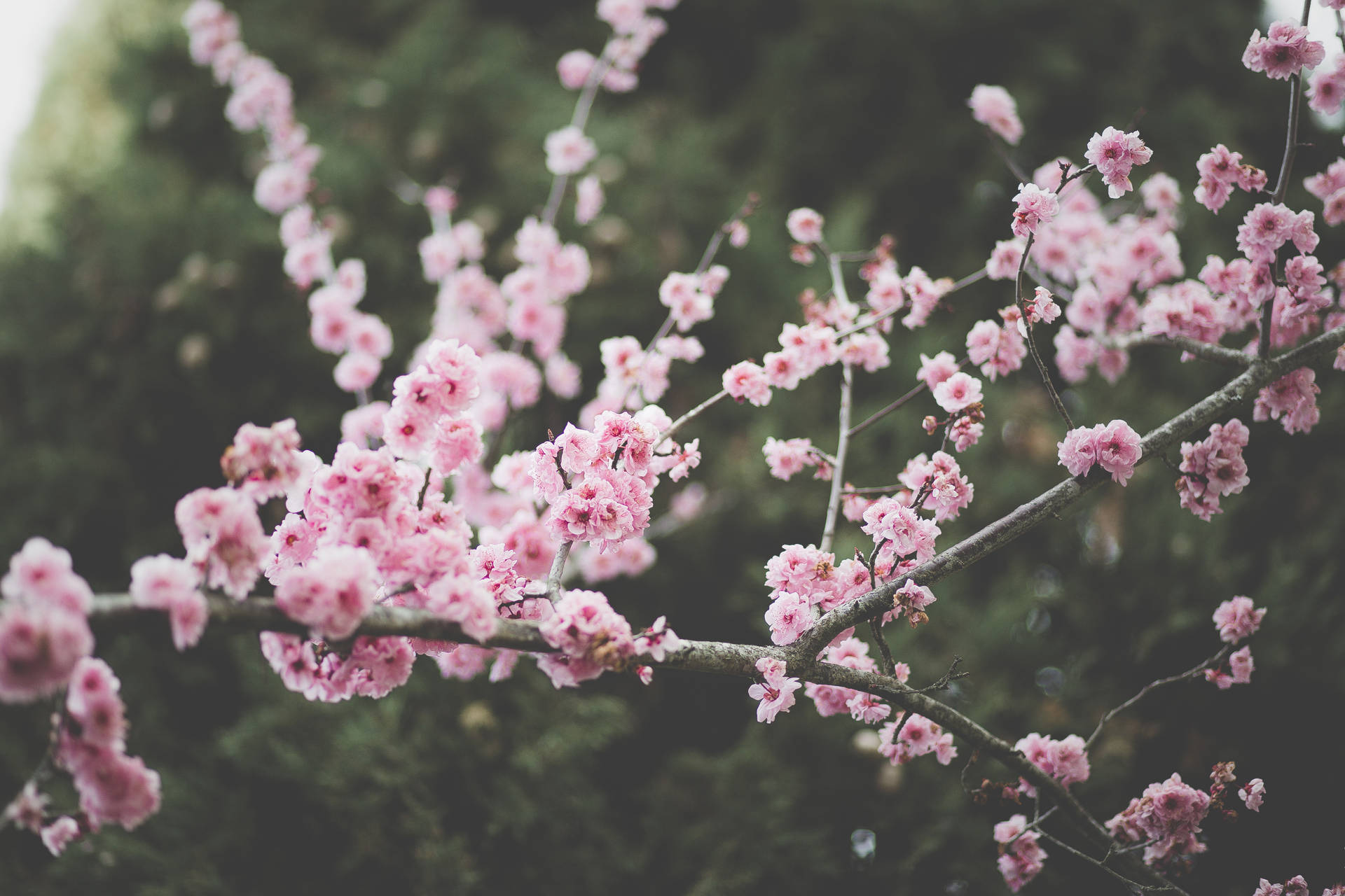 5472X3648 Spring Wallpaper and Background