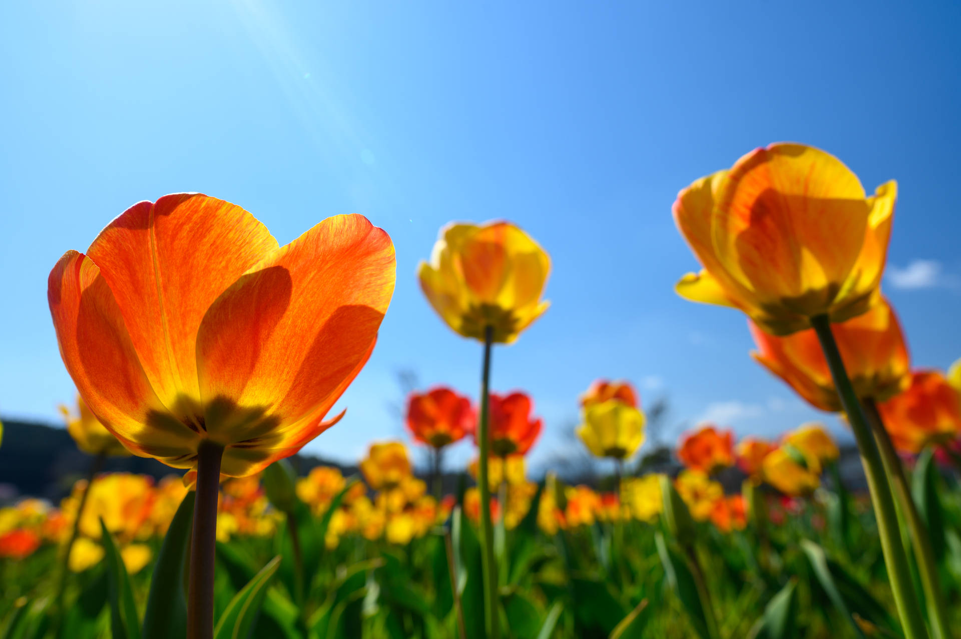 6048X4024 Spring Wallpaper and Background
