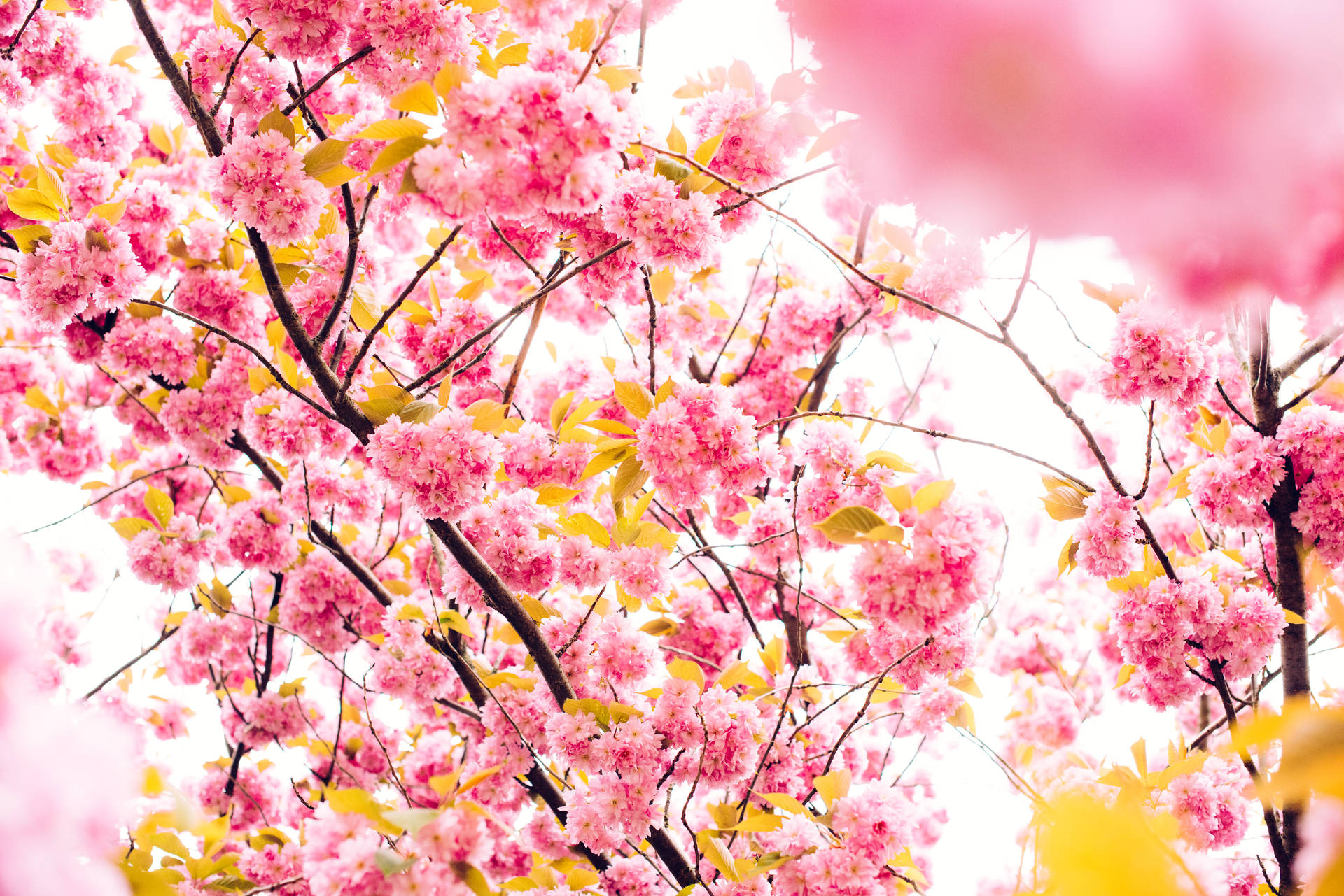 7360X4912 Spring Wallpaper and Background